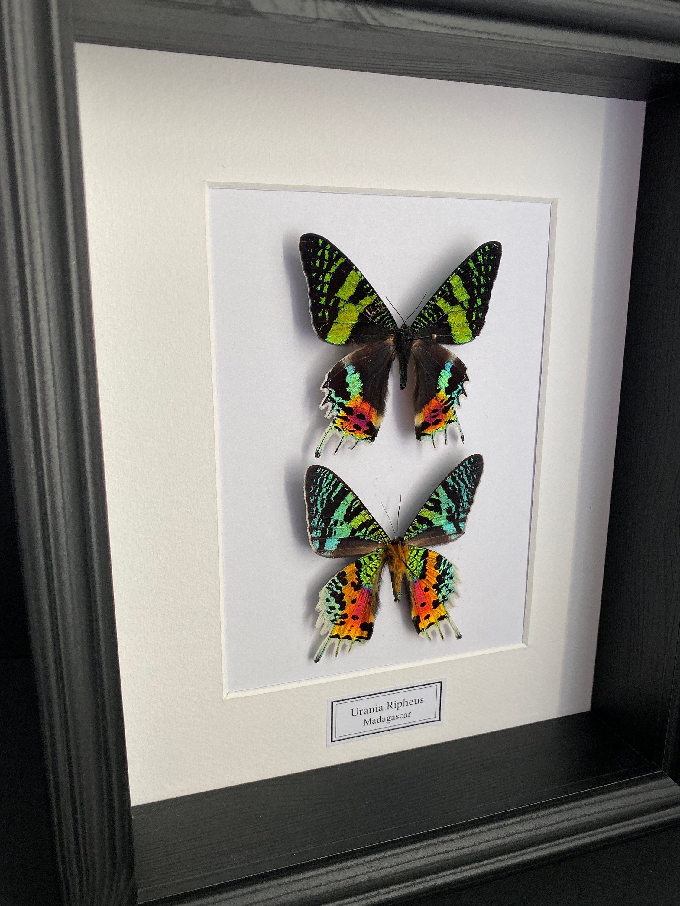 Papillons Urania Chrysiridia Ripheus Recto/Verso de Madagascar Naturalisé Sous Splendide Caisson Lux