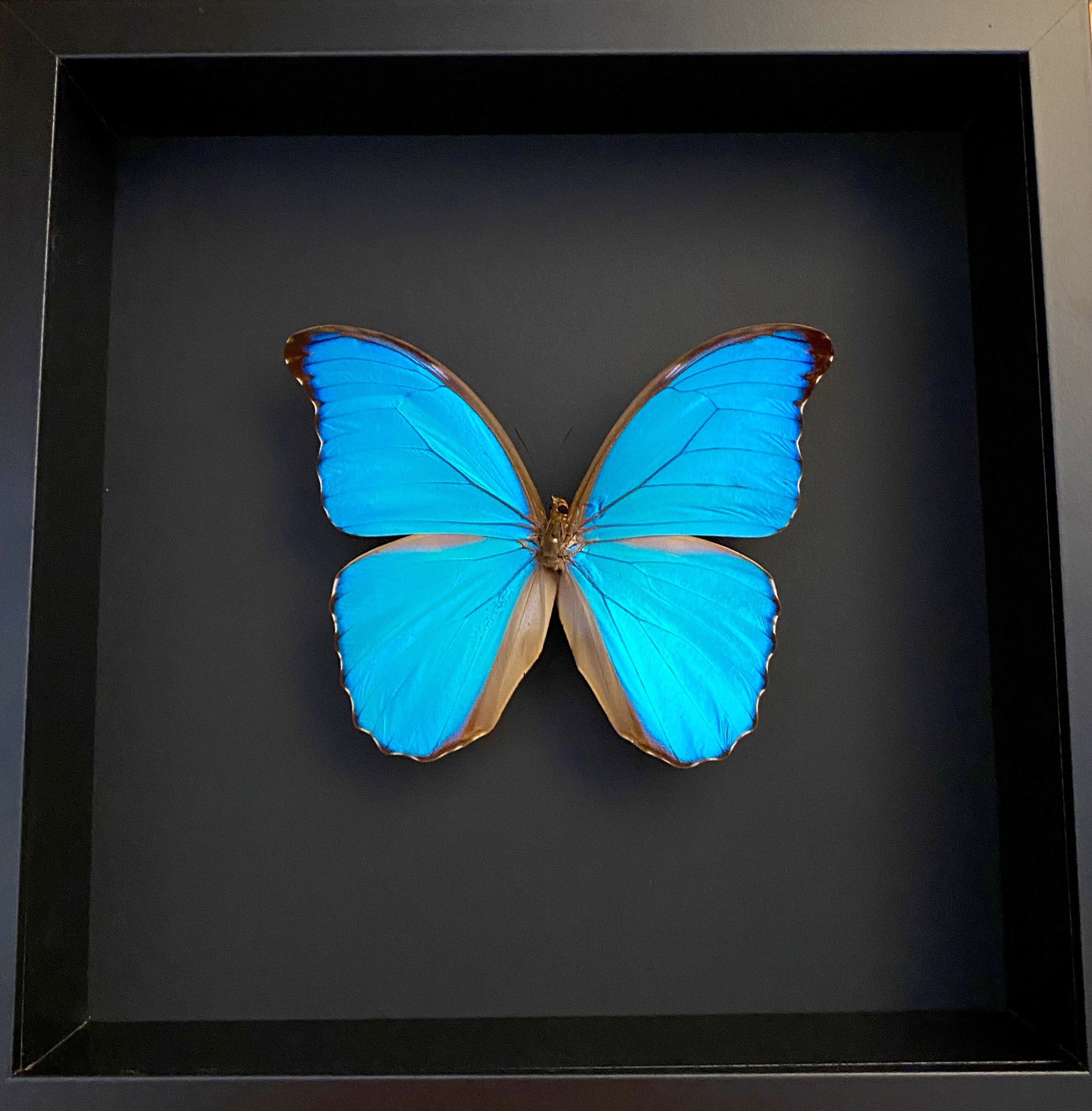 Magnifique Papillon Morpho Ménélaus Alexandrovna Du Pérou Naturalisé Sous Grand Cadre avec Vitre Acr