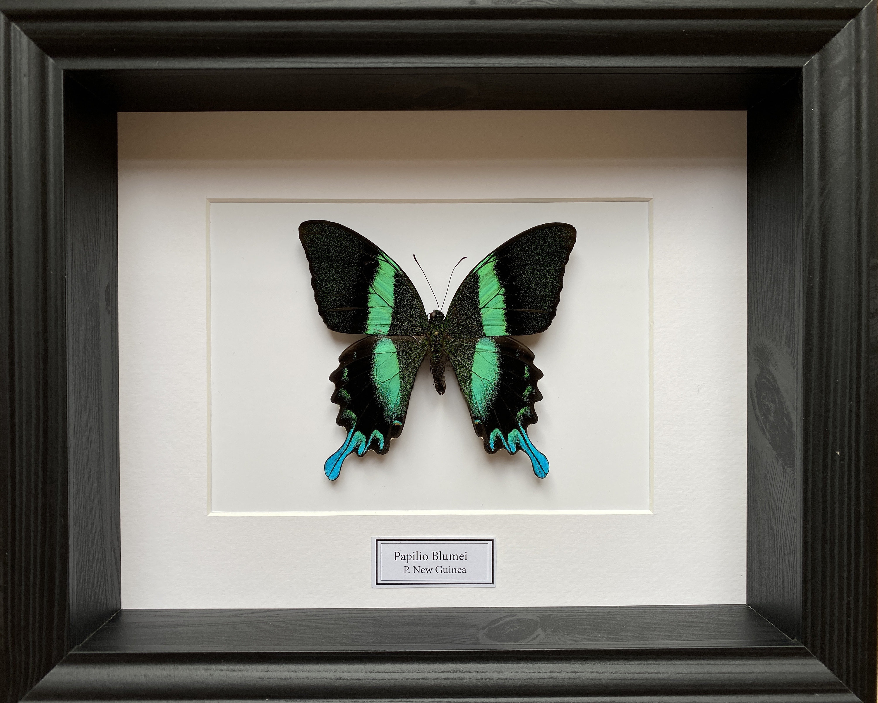 Papilio blumei,UNMOUNTED butterfly