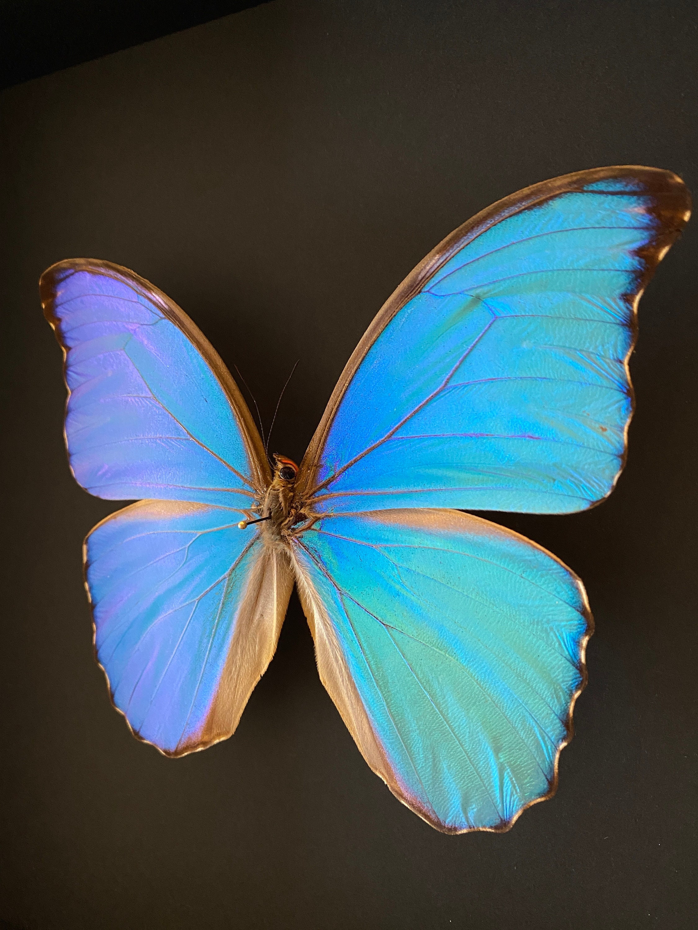 Magnifique Papillon Morpho Ménélaus Alexandrovna Du Pérou Naturalisé Sous Grand Cadre avec Vitre Acr