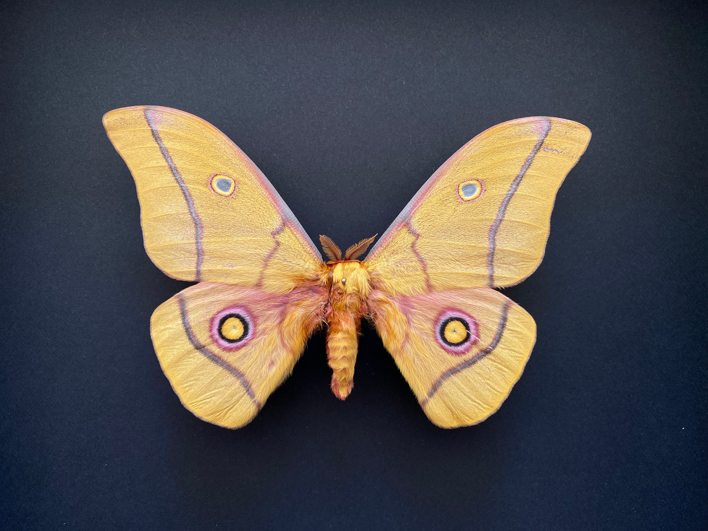 Rare Papillon Exotique Nudaurelia Krucki de Tanzanie Naturalisé Sous Cadre en Bois Laqué Noir - Ento