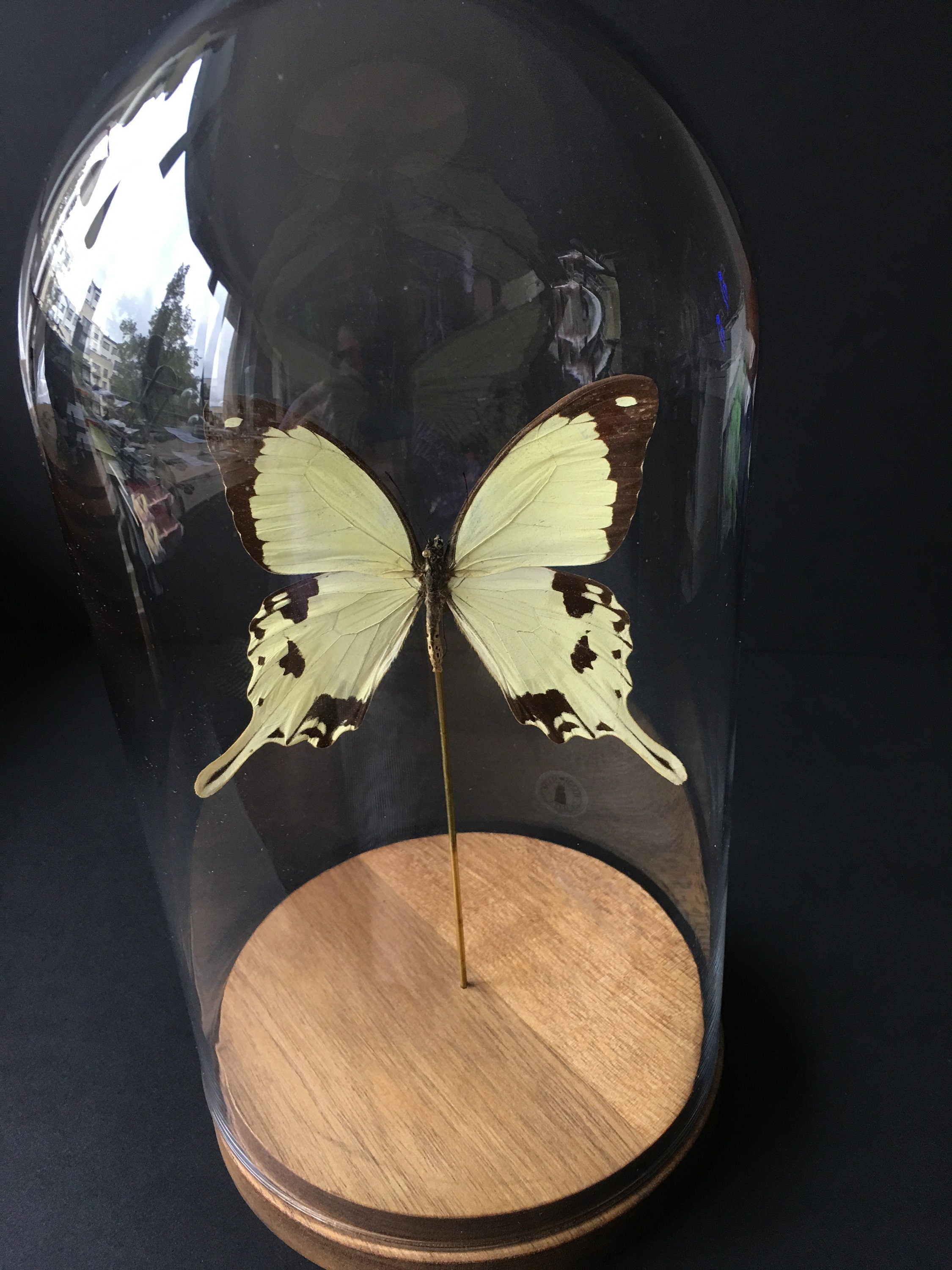 Véritable Papillon Exotique Papilio Dardanus -African Swallowtail - Sous Globe Contemporain-Cabinet 