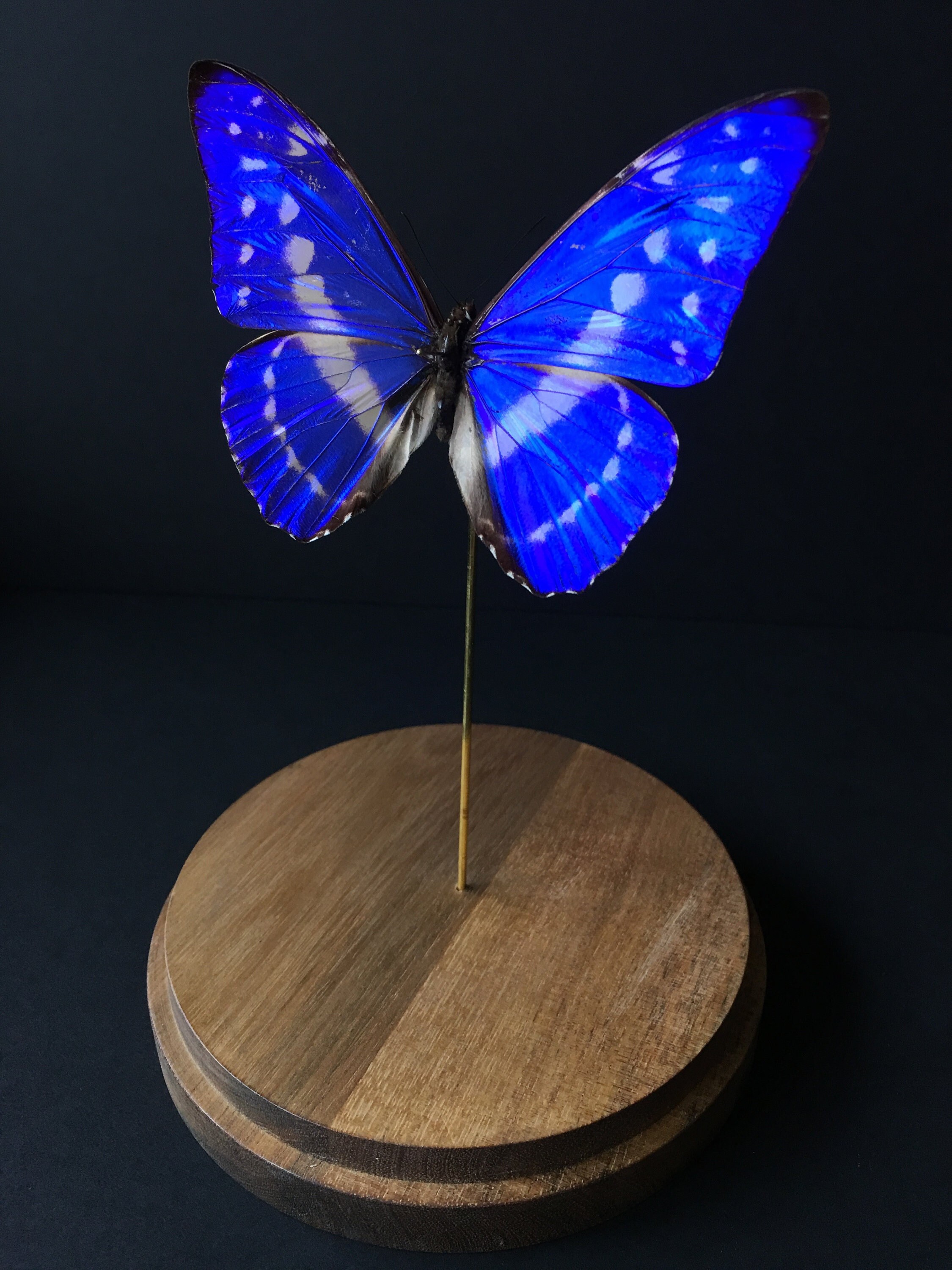 Véritable Papillon Exotique Morpho Cypris de Colombie Sous Globe Contemporain-Cabinet Curiosités-Clo