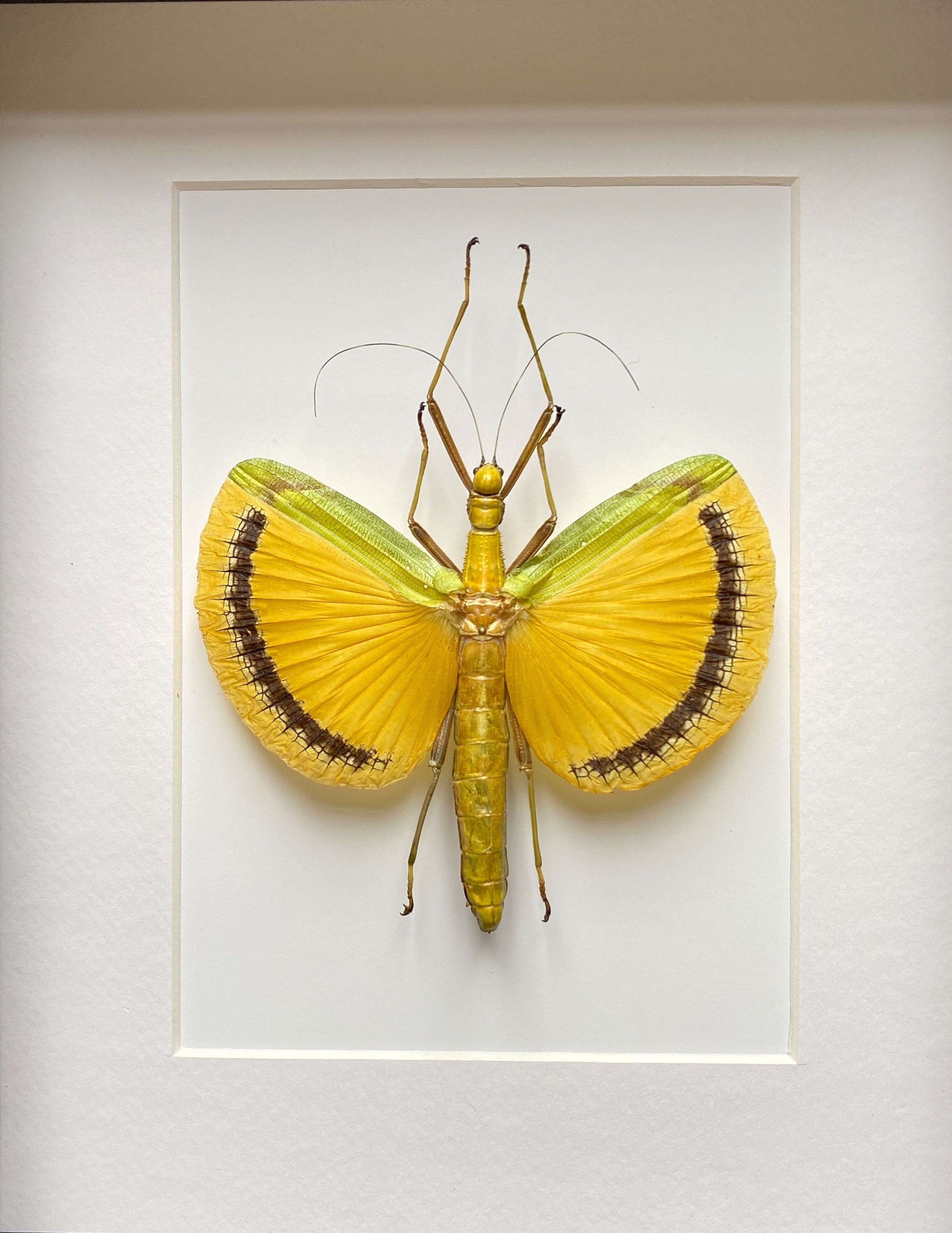 Magnifique Phasme Tagesoidea Nigrofasciata de Malaisie Naturalisé Sous Caisson Luxe en Bois Noir -En