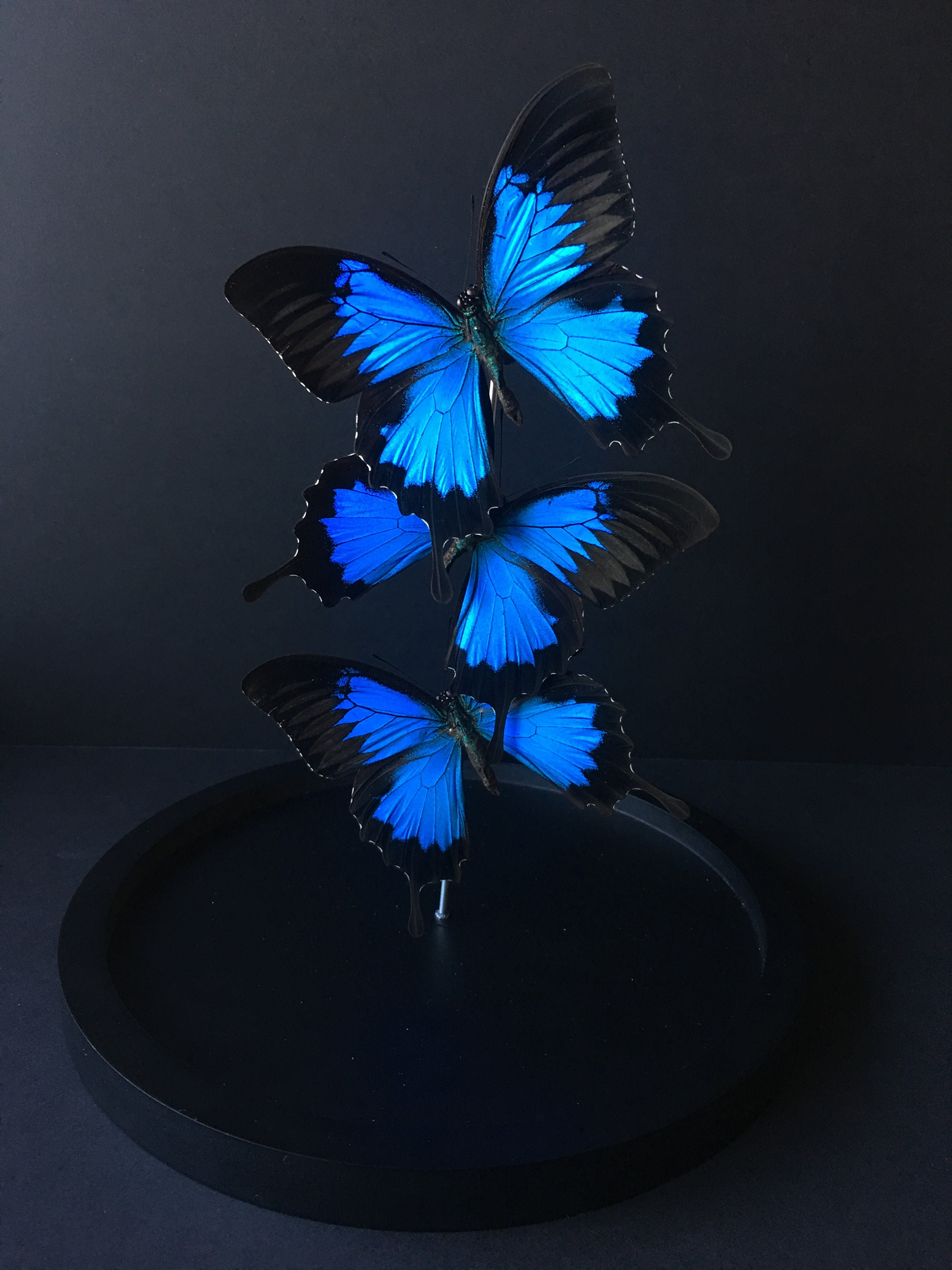 Splendide Envol de 3 Papillons Exotiques Ulysses d'indonésie Sous Globe Contemporain - Cloche Verre 