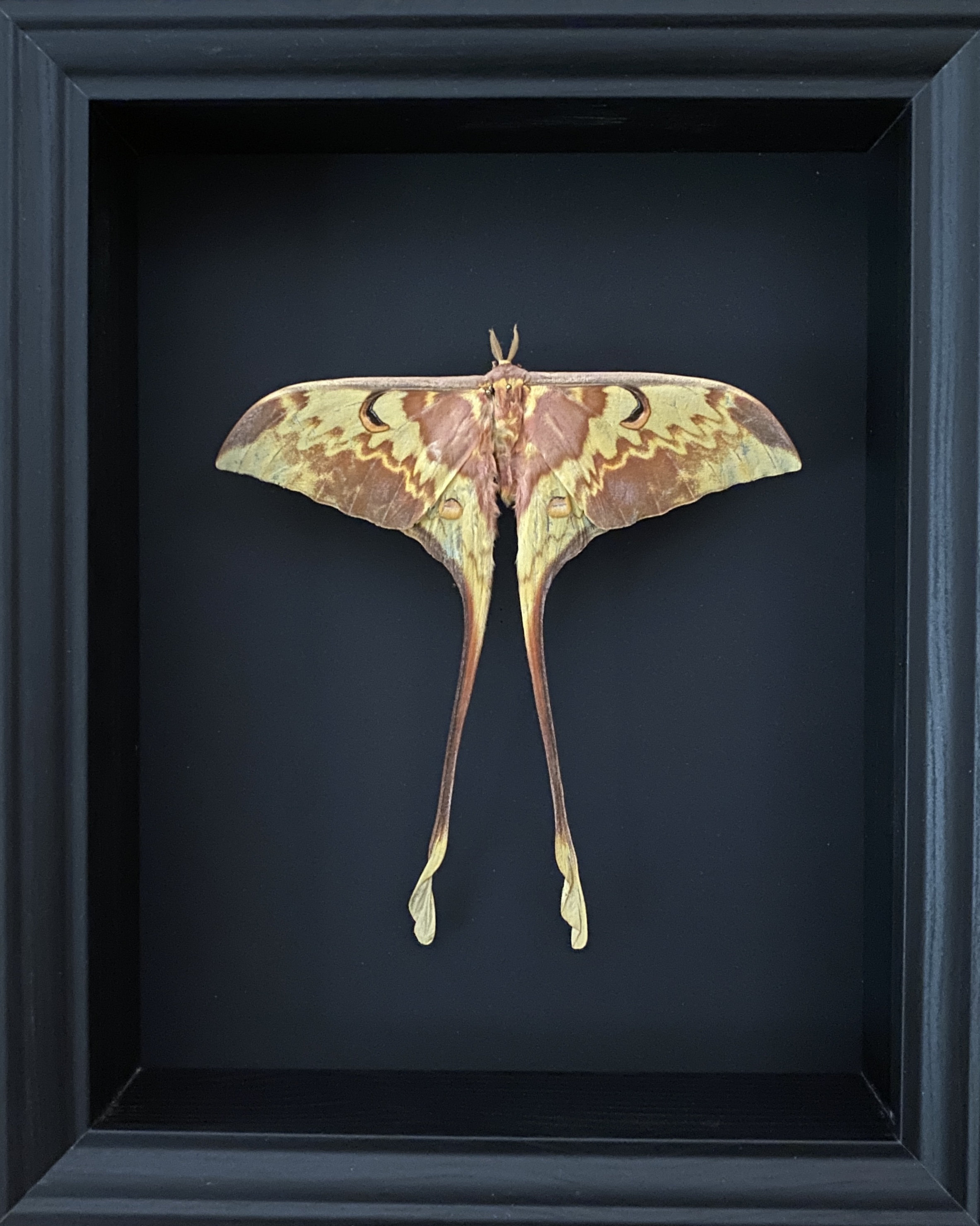 Véritable Papillon Lune Actias Maenas de Malaisie Naturalisé Sous Splendide Caisson Luxe Bois Noir F