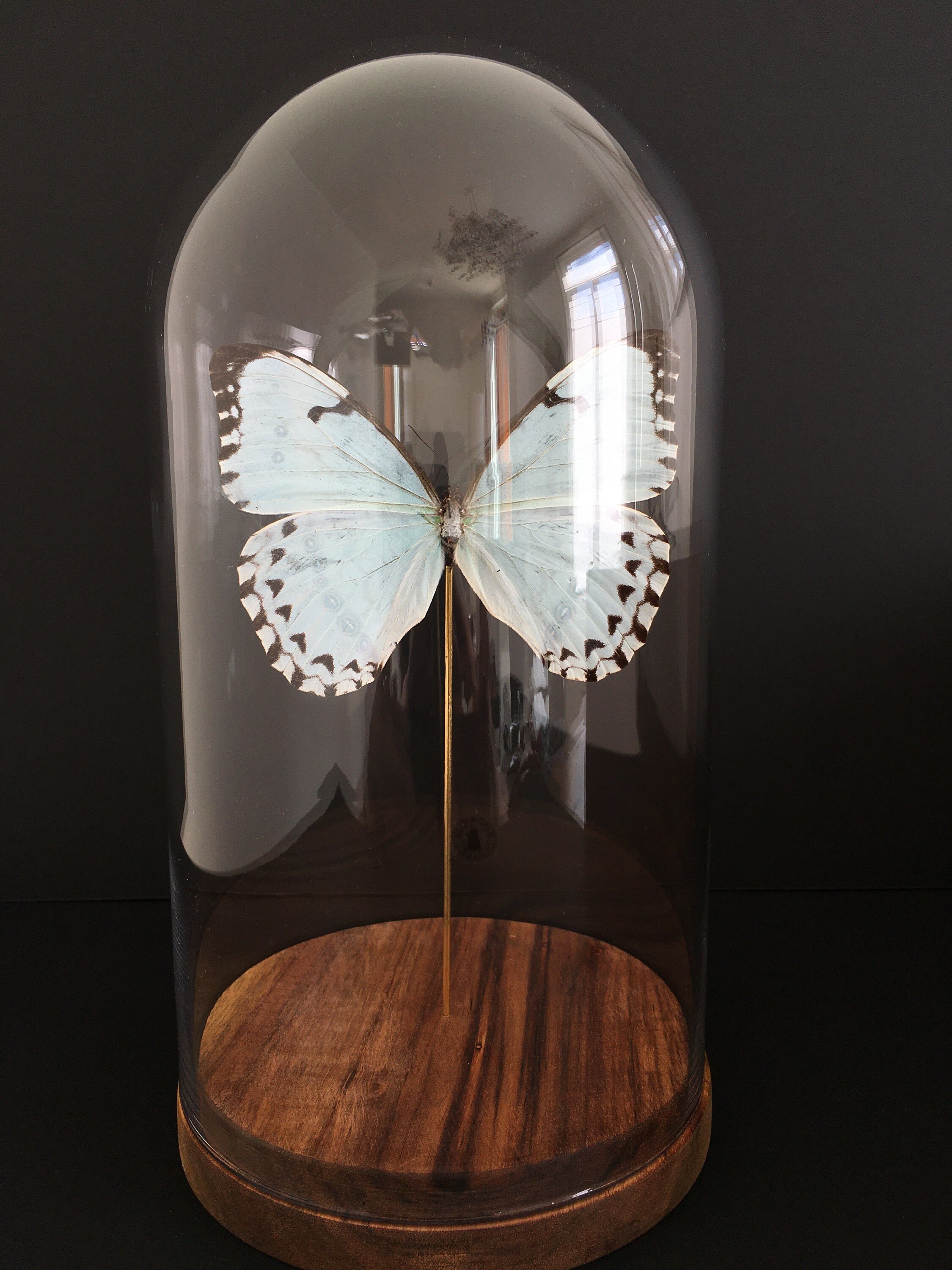 Véritable Papillon Exotique Morpho Catenarius Du Brésil Sous Globe Contemporain-Cabinet Curiosités-C