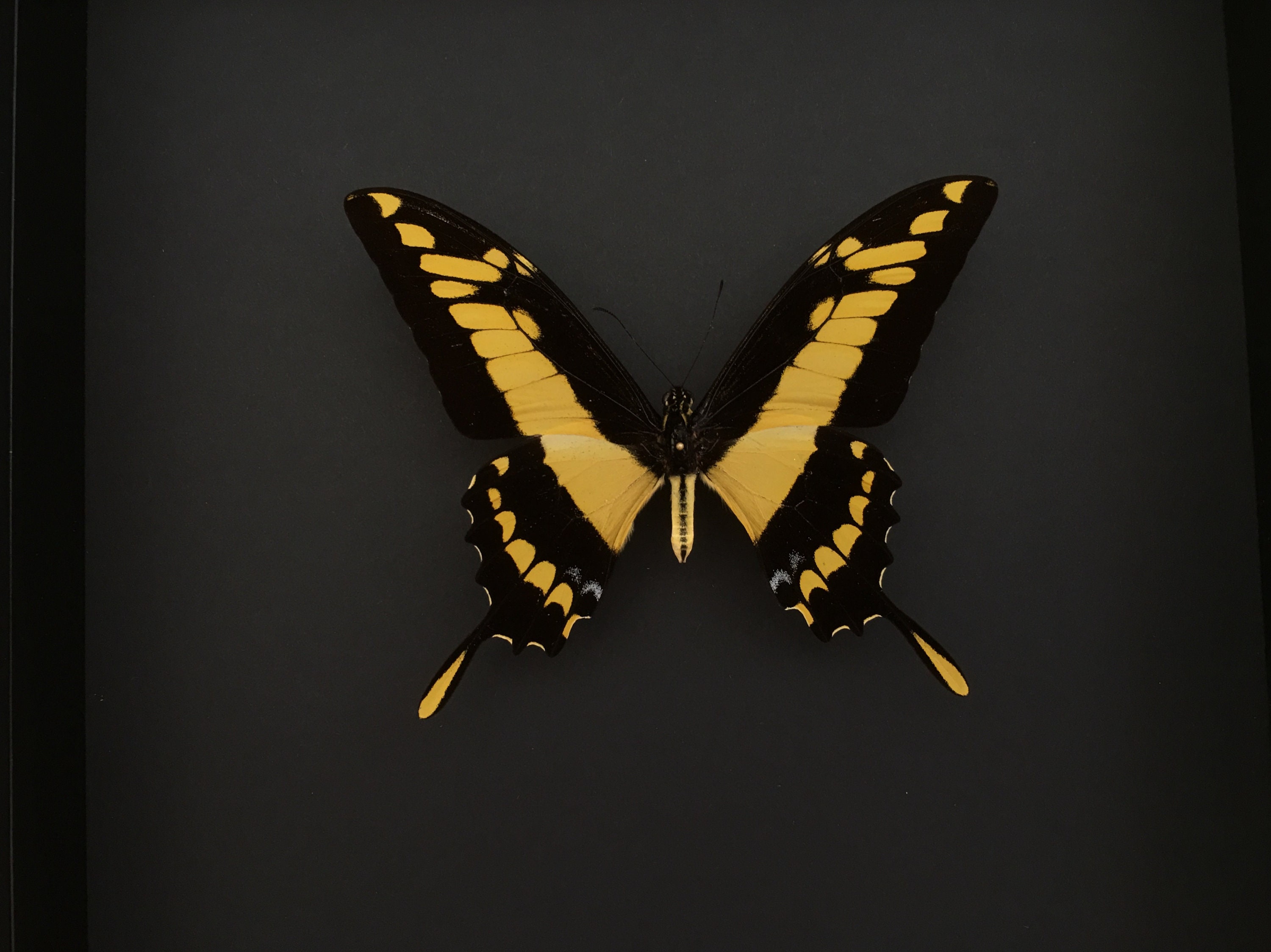 Véritable Papillon Papilio Thoas - Le Voilier Géant Naturalisé Sous Magnifique Grand Cadre en Bois L