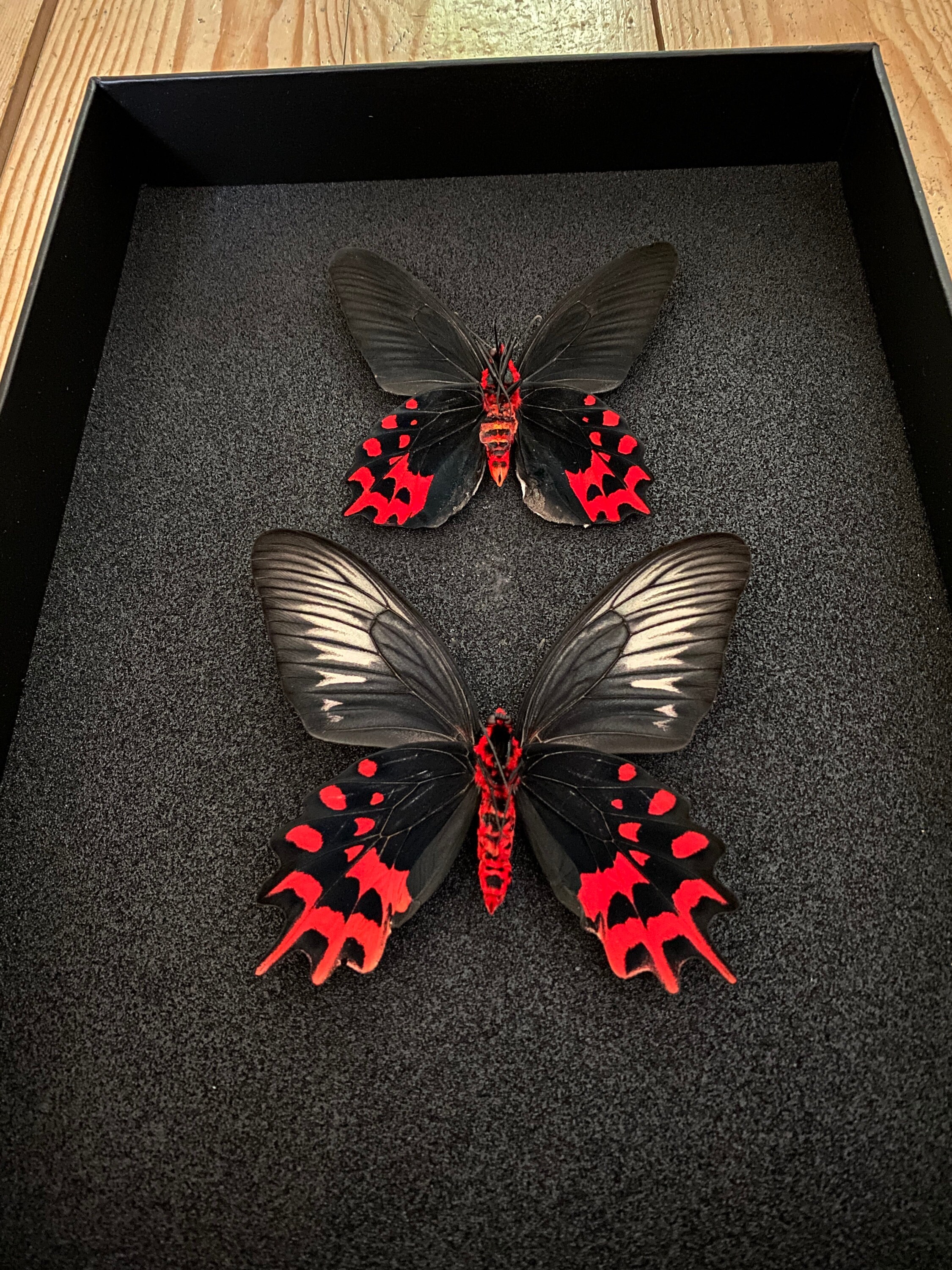 Coffret Entomologie Noir Fond Vitré avec Couple Papillons Atrophaneura Semperi de Madagascar- Cabine