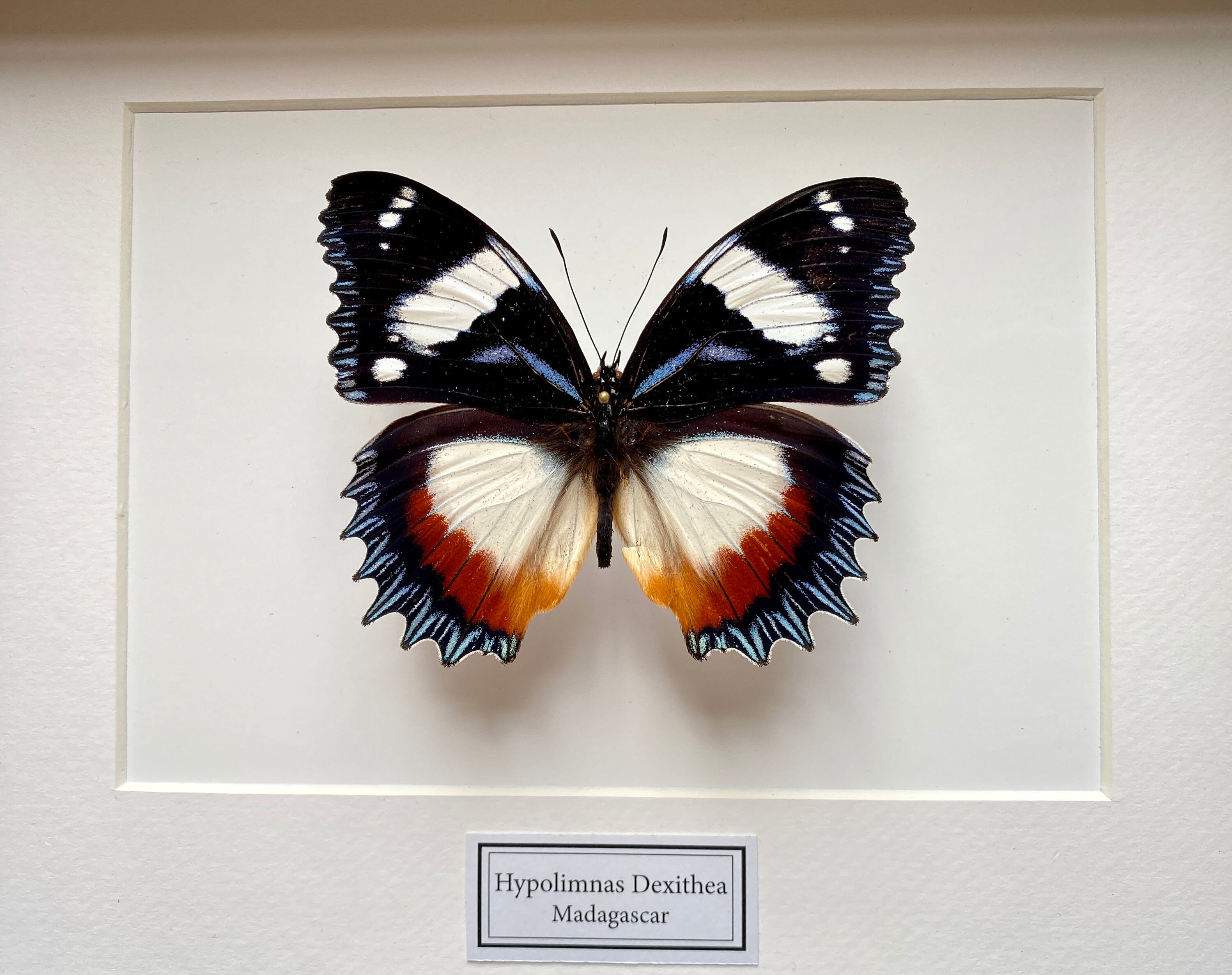 Rare Papillon Exotique Hypolimnas Dexithea Naturalisé Sous Splendide Caisson Luxe en Bois Noir -Ento