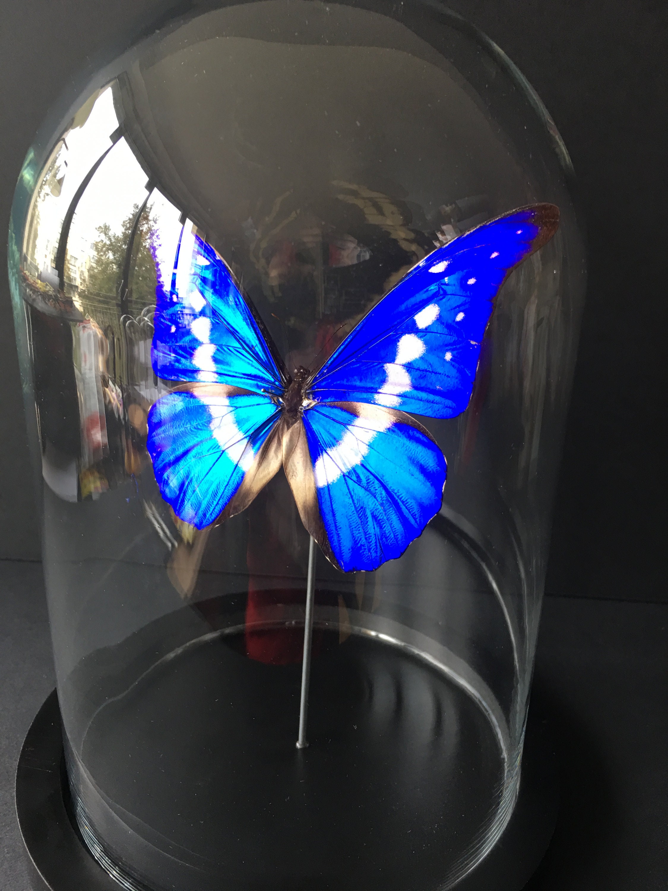 Véritable Papillon Exotique Morpho Collector Rhetenor Helena Du Pérou Sous Globe Contemporain-Cabine