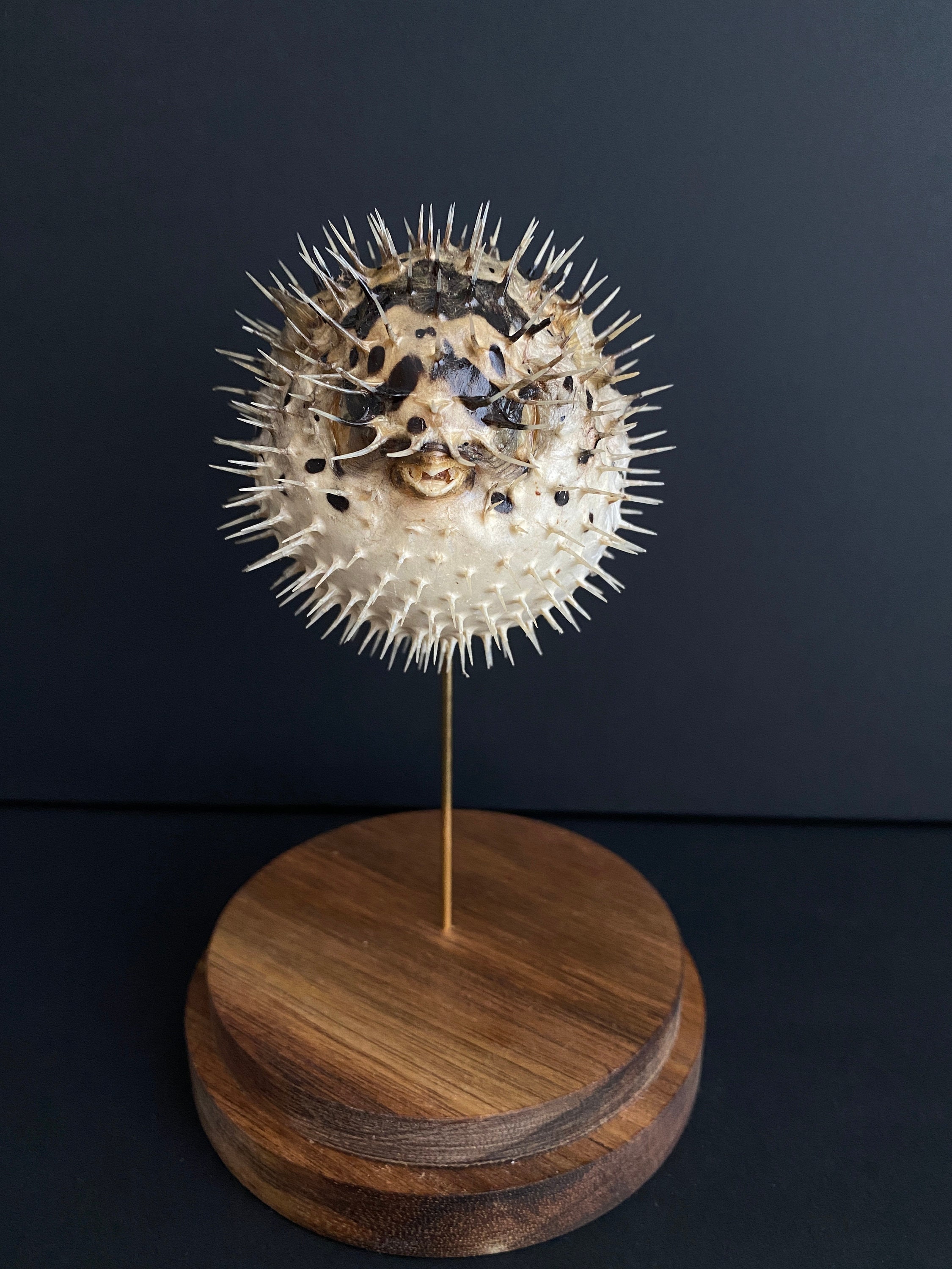 Poisson Hérisson Diodon de La Mer Rouge Appelé Aussi Poisson Porc-Épic Naturalisé Sous Globe Contemp