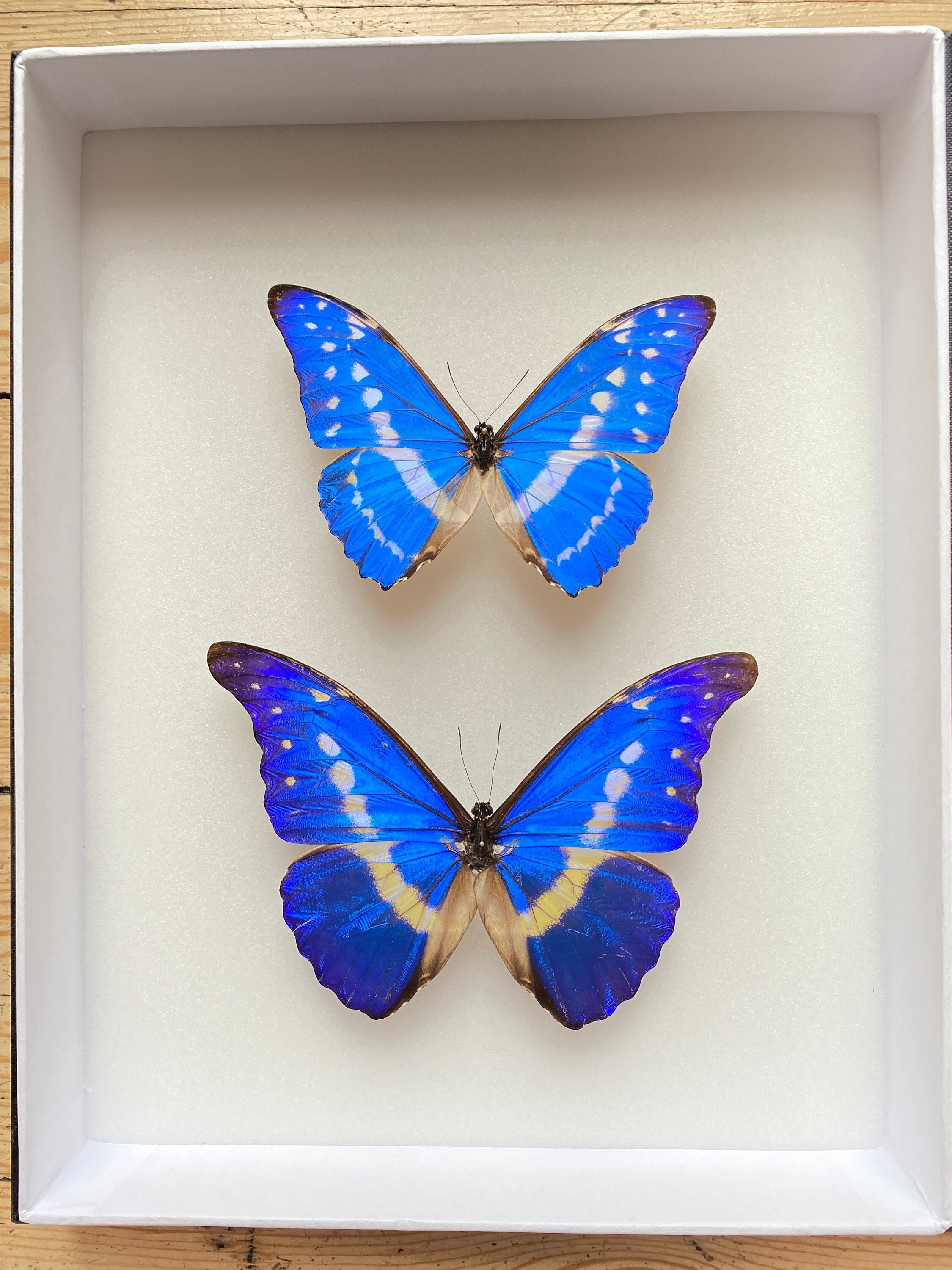 Boite d'entomologie Vitrée avec Splendides Morphos Collector Rethenor Helena et Cypris Du Pérou Natu