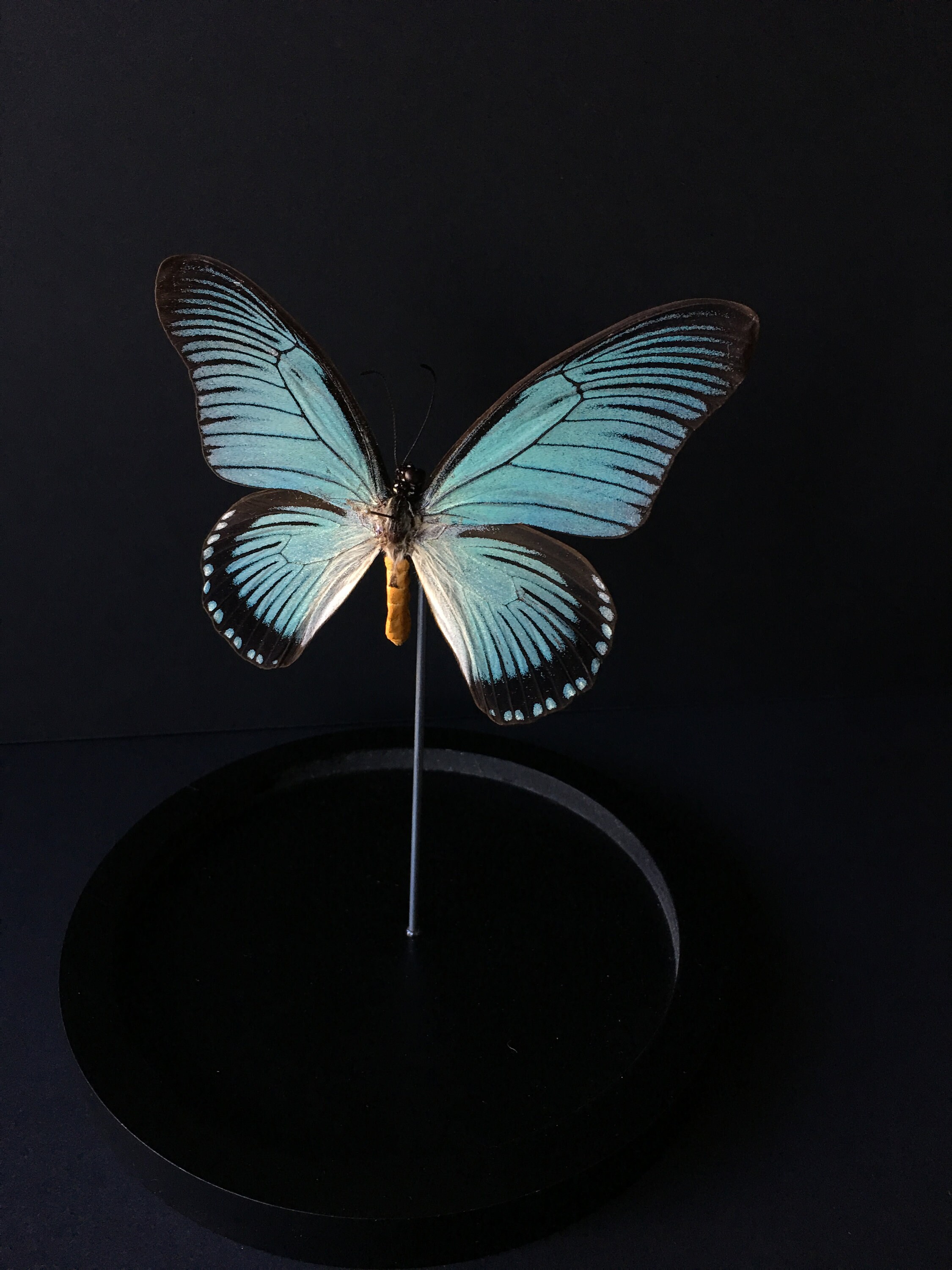 Véritable Papillon Exotique Papilio Zalmoxis d'afrique Sous Globe Contemporain-Cabinet Curiosités-Cl