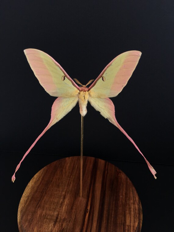 Véritable Papillon Lune Actias Dubernardi de Chine sous globe | Etsy