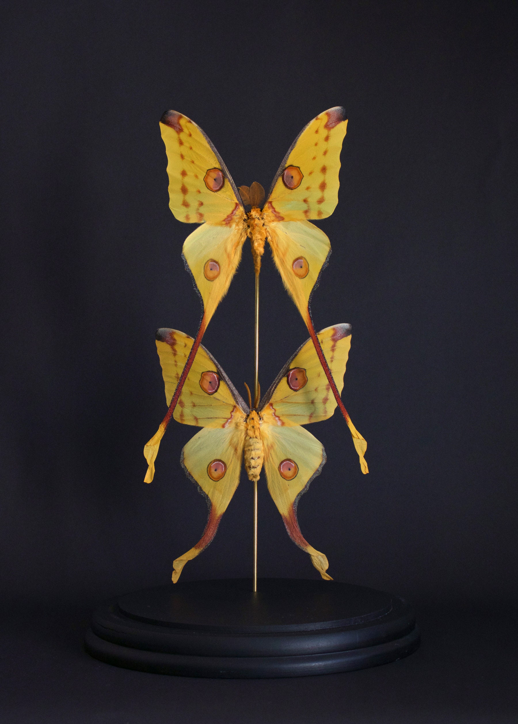 Magnifique Couple de Papillons Comètes Argema Mittrei Madagascar Sous Grand Globe Prestige -Cloche V