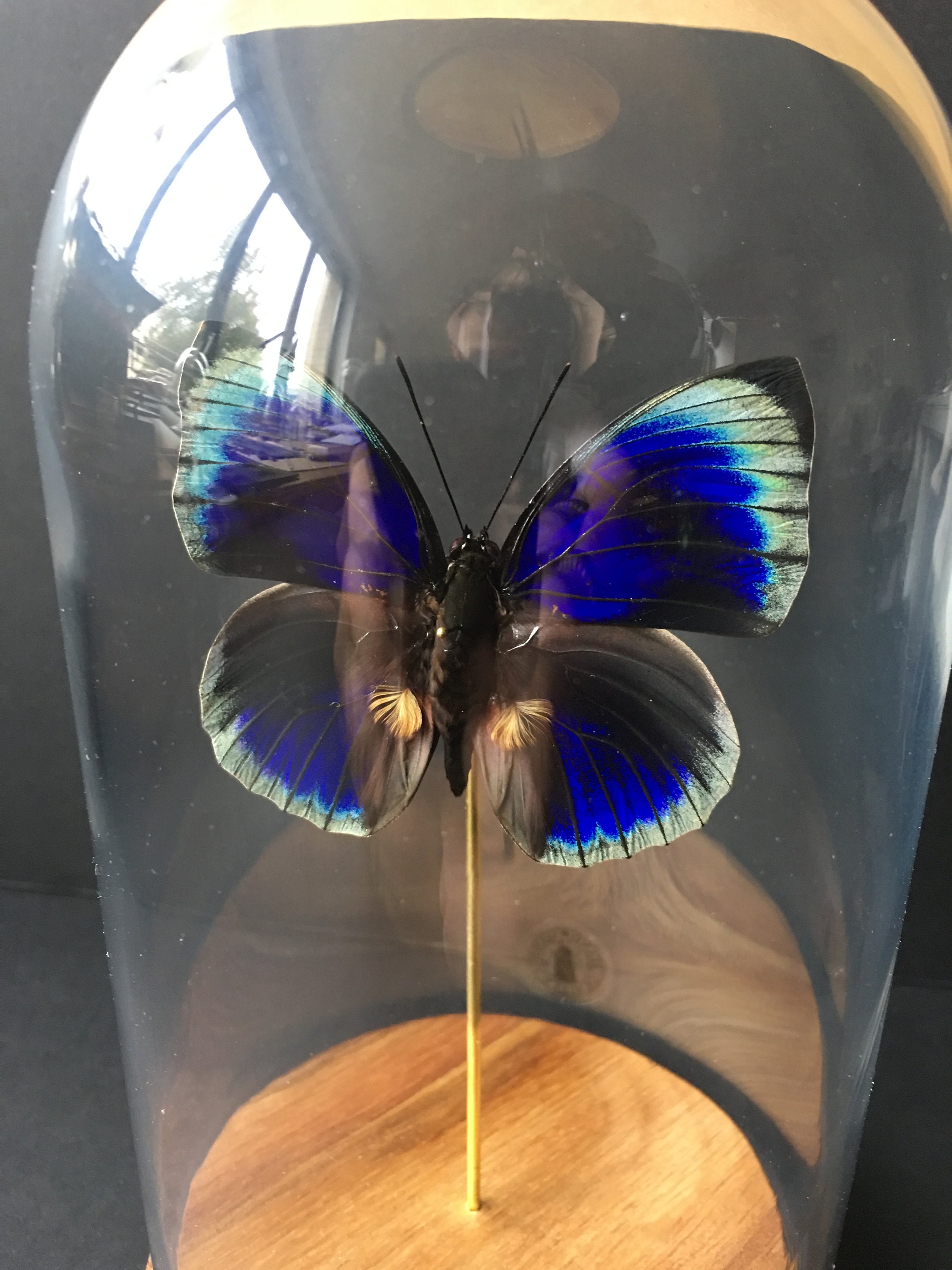 Véritable Papillon Exotique Agrias Beatifica Lachaumei Du Pérou Sous Globe Contemporain-Cabinet Curi