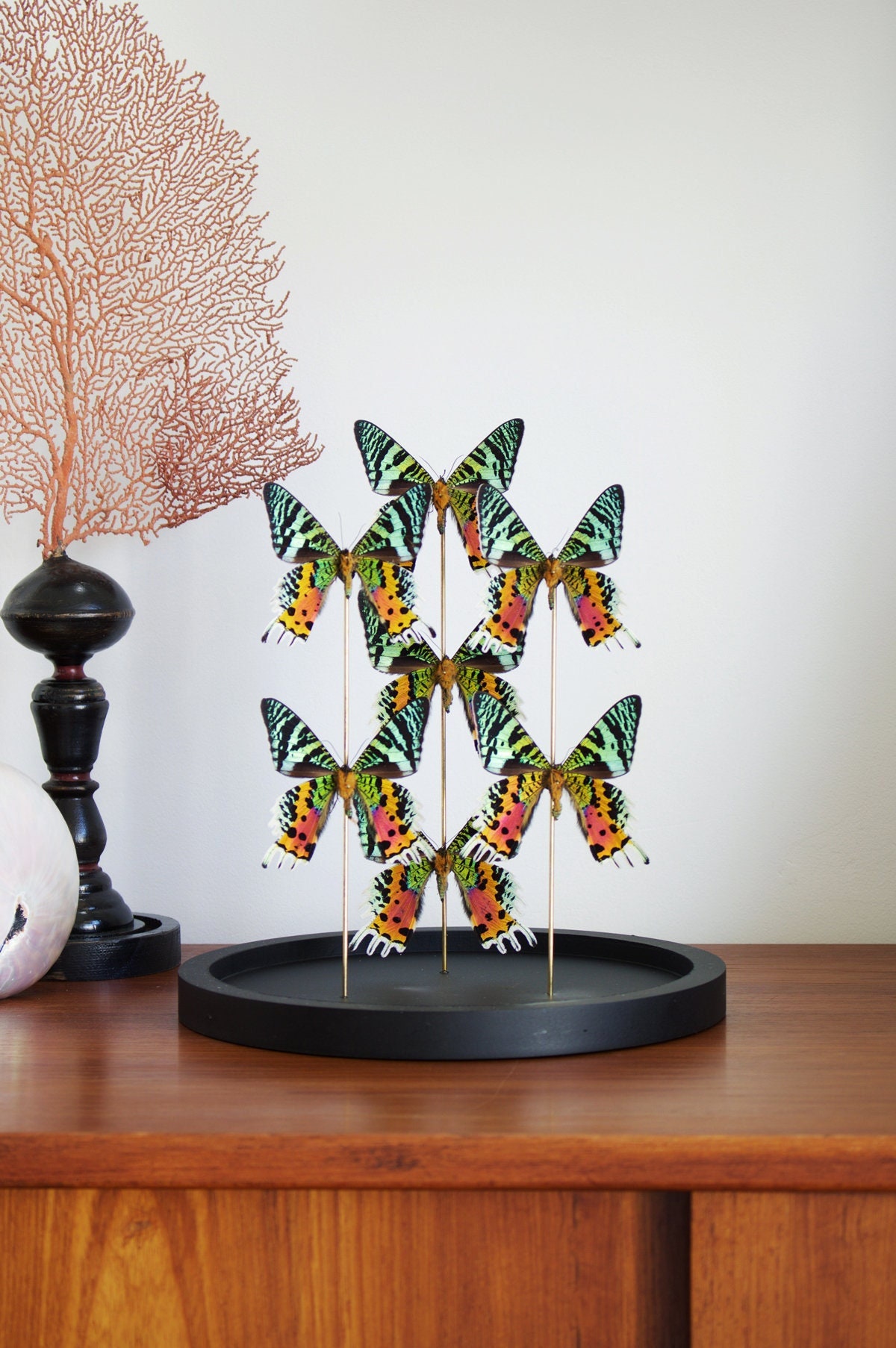 Envol de 7 Papillons Exotiques Urania Ripheus Madagascar Sous Globe Contemporain - Cloche Verre Cabi