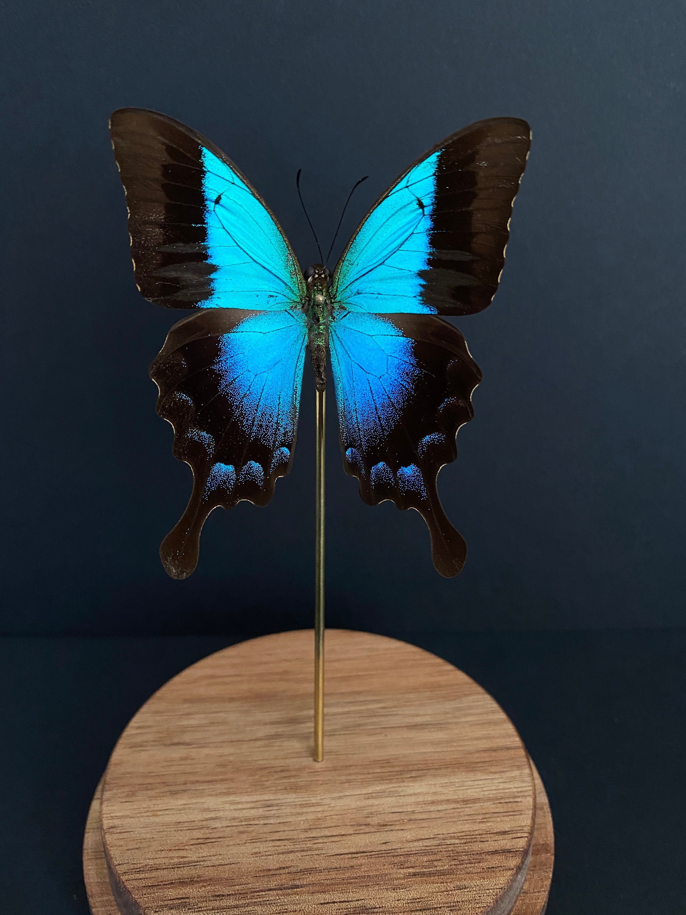 Véritable Papillon Exotique Péricles de L'île Timor Sous Globe Contemporain-Curiosités-Cloche-Natura