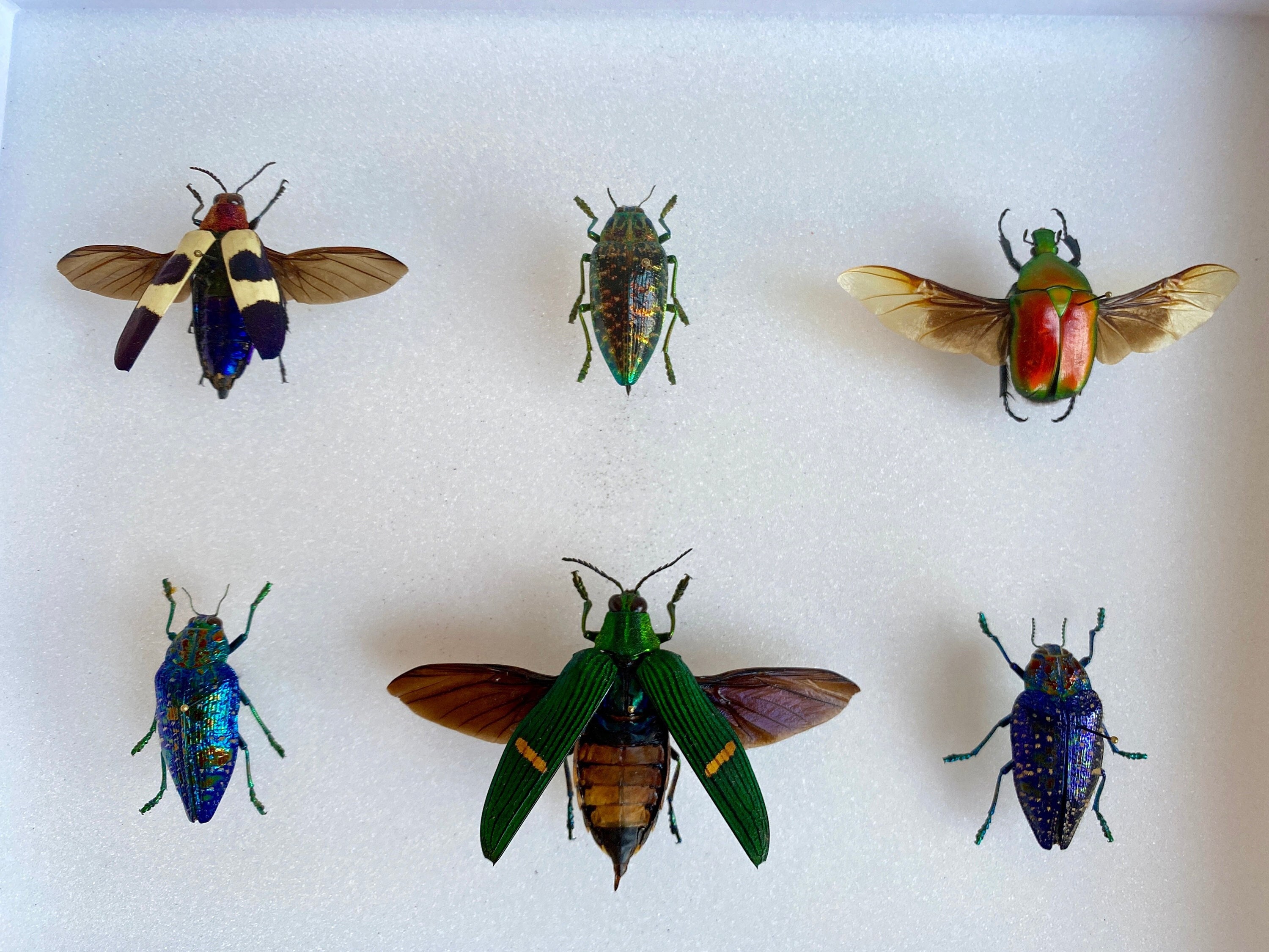 Coffret Entomologie Noir Fond Blanc Vitré avec Magnifique Ensemble de 6 Coléoptères Exotiques Bijoux