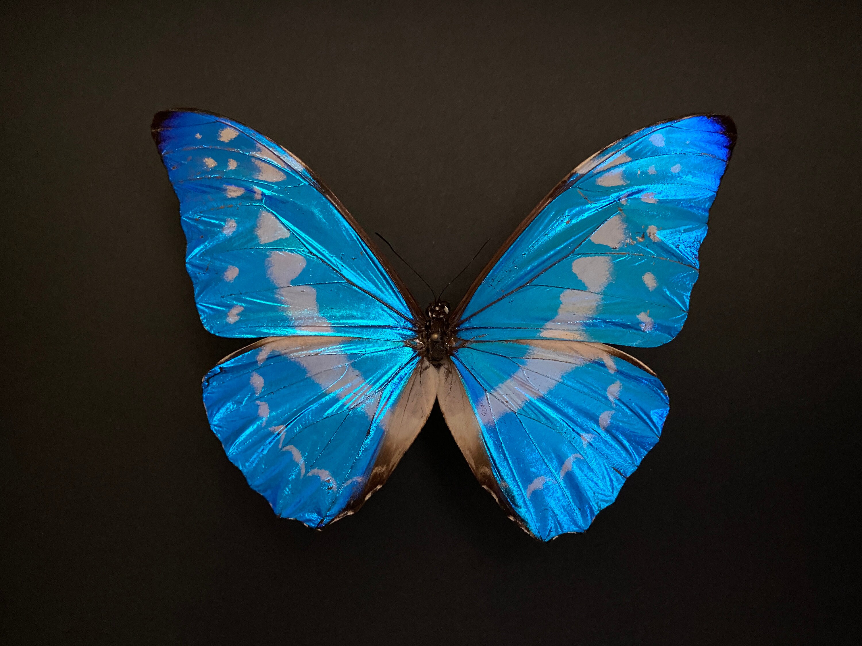 Véritable Papillon Morpho Cypris de Colombie Naturalisé Sous Splendide Caisson Luxe en Bois Noir Fon