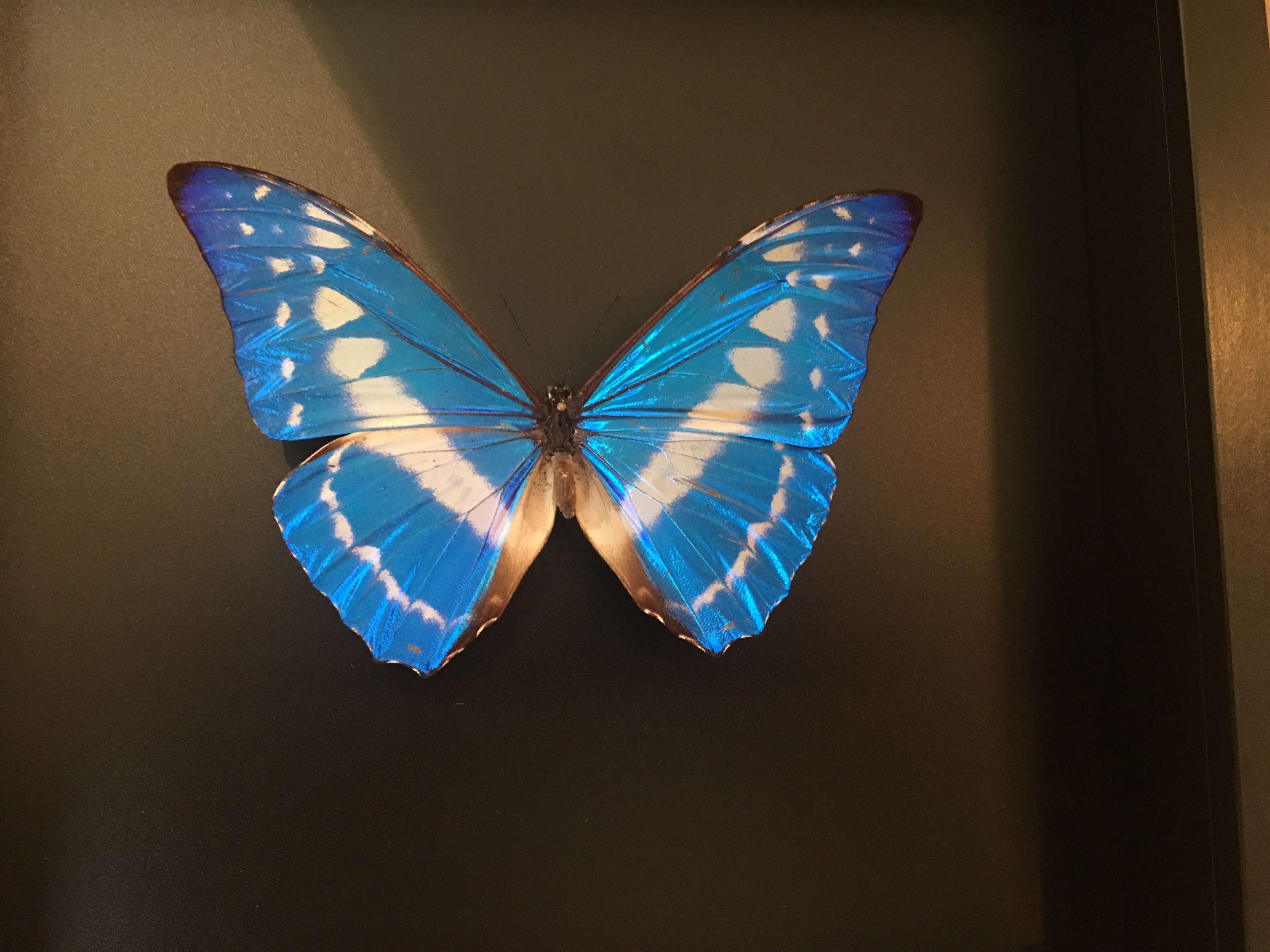 Rare Papillon Collector Morpho Cypris de Colombie Naturalisé Sous Magnifique Grand Cadre en Bois Laq