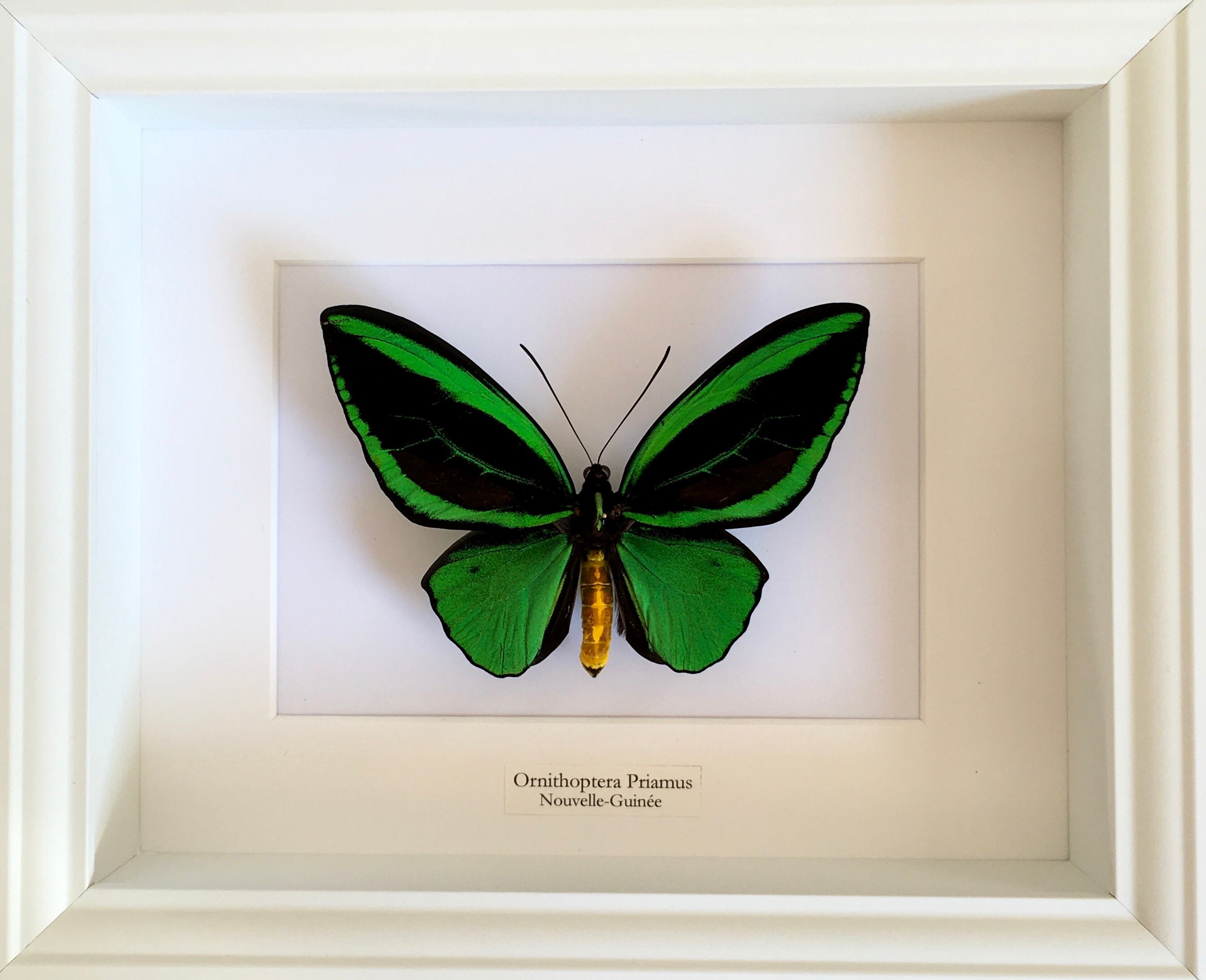 Rare Papillon Exotique Ornithoptera Priamus Appelé L'aile Verte Naturalisé Sous Splendide Caisson Lu