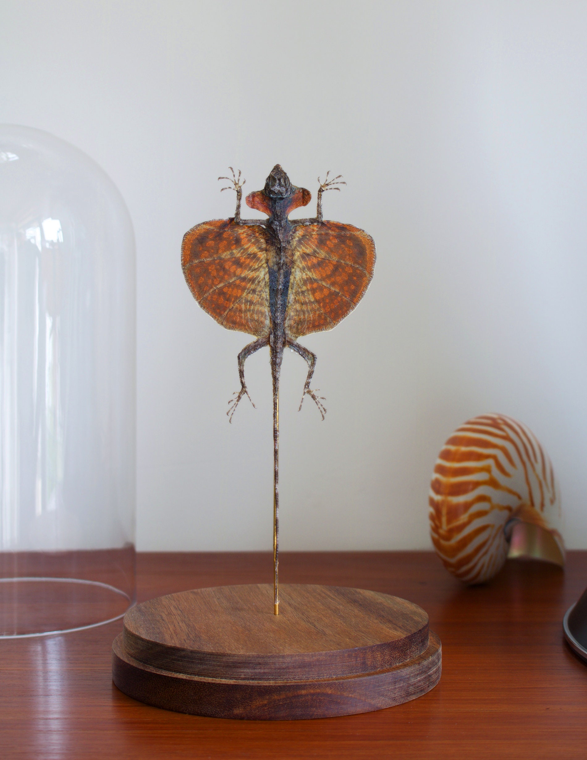 Lézard Volant - Draco Haematopogon Sous Cloche en Verre et Socle Bois-Cabinet Curiosite- Flying Liza