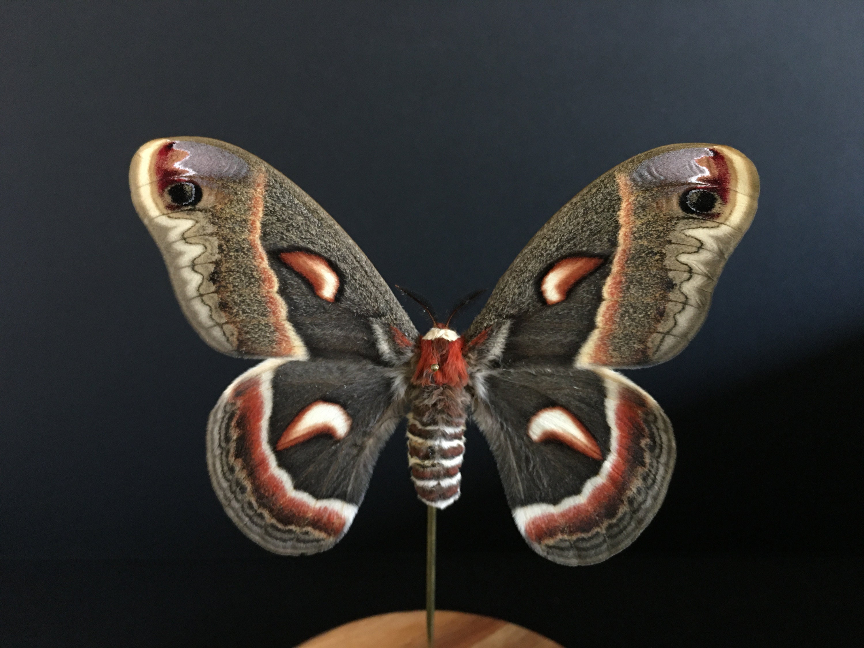 Véritable Papillon Exotique Hyalophora Cecropia d'amérique Du Nord Sous Globe Contemporain-Cabinet C