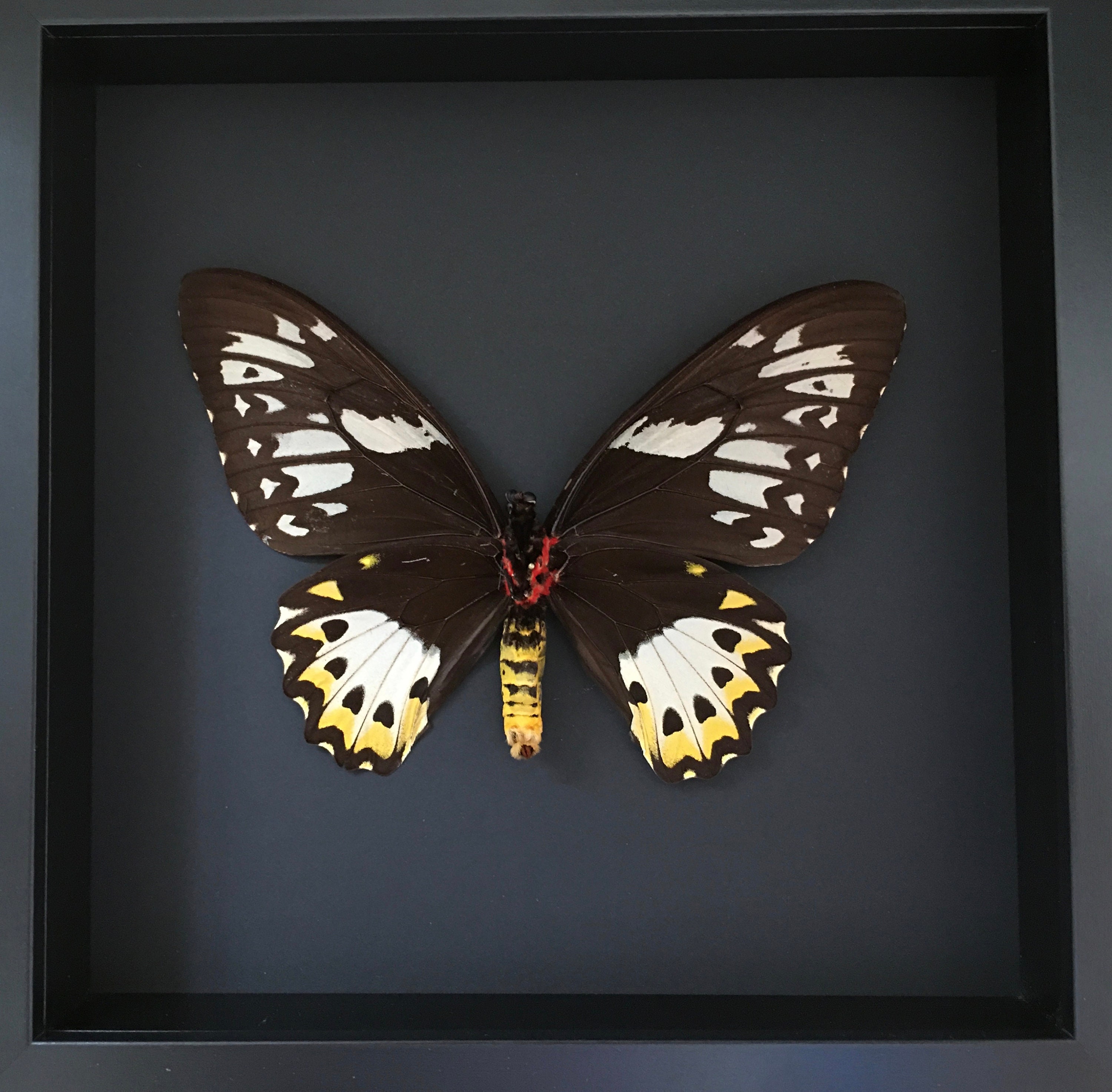 Véritable Papillon Priamus Ornithoptera Femelle Envergure 16 cm Naturalisé Sous Magnifique Grand Cad