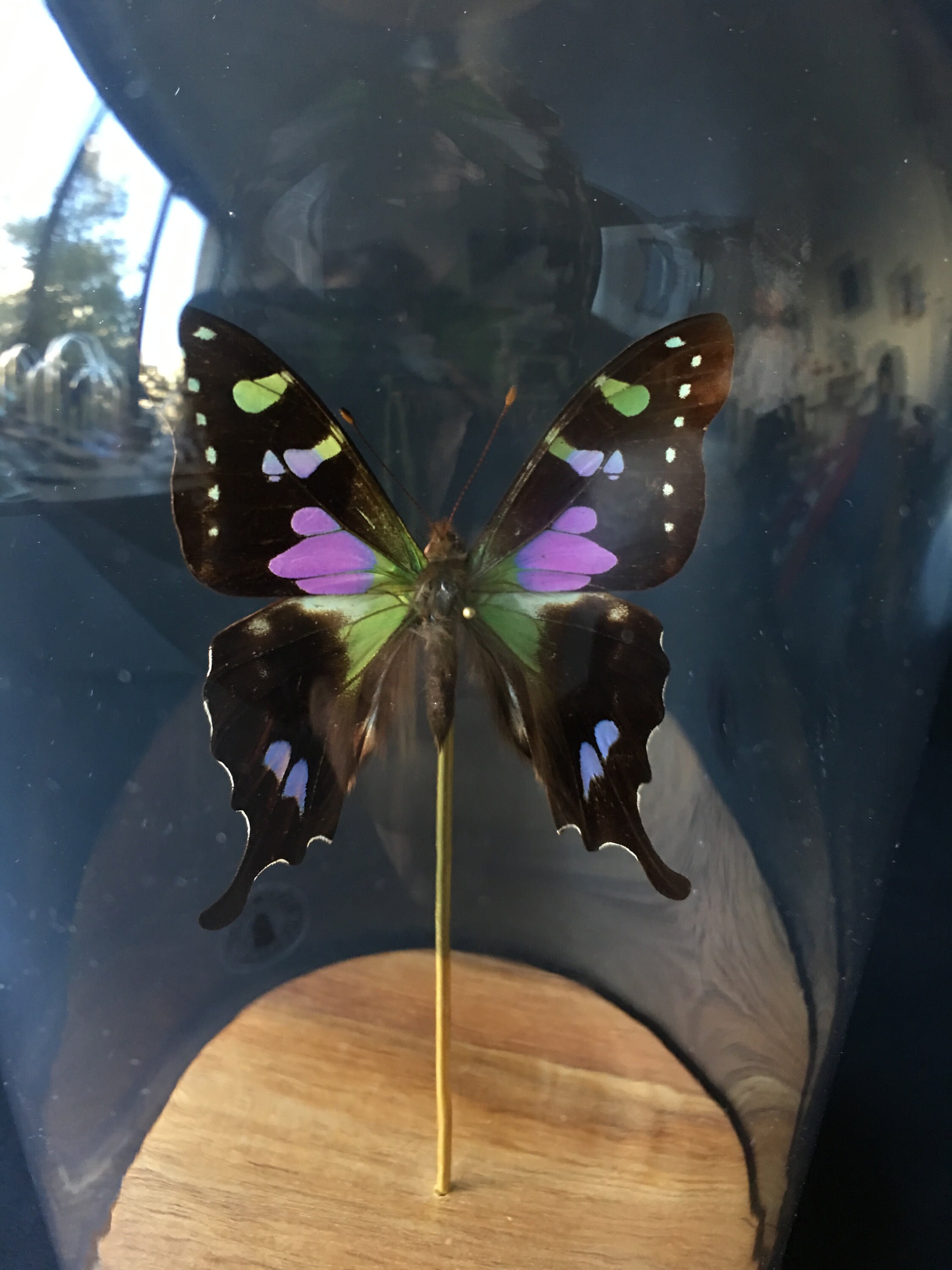 Véritable Papillon Exotique Graphium Weiskei de Nouvelle Guinée Sous Globe Contemporain-Cabinet Curi
