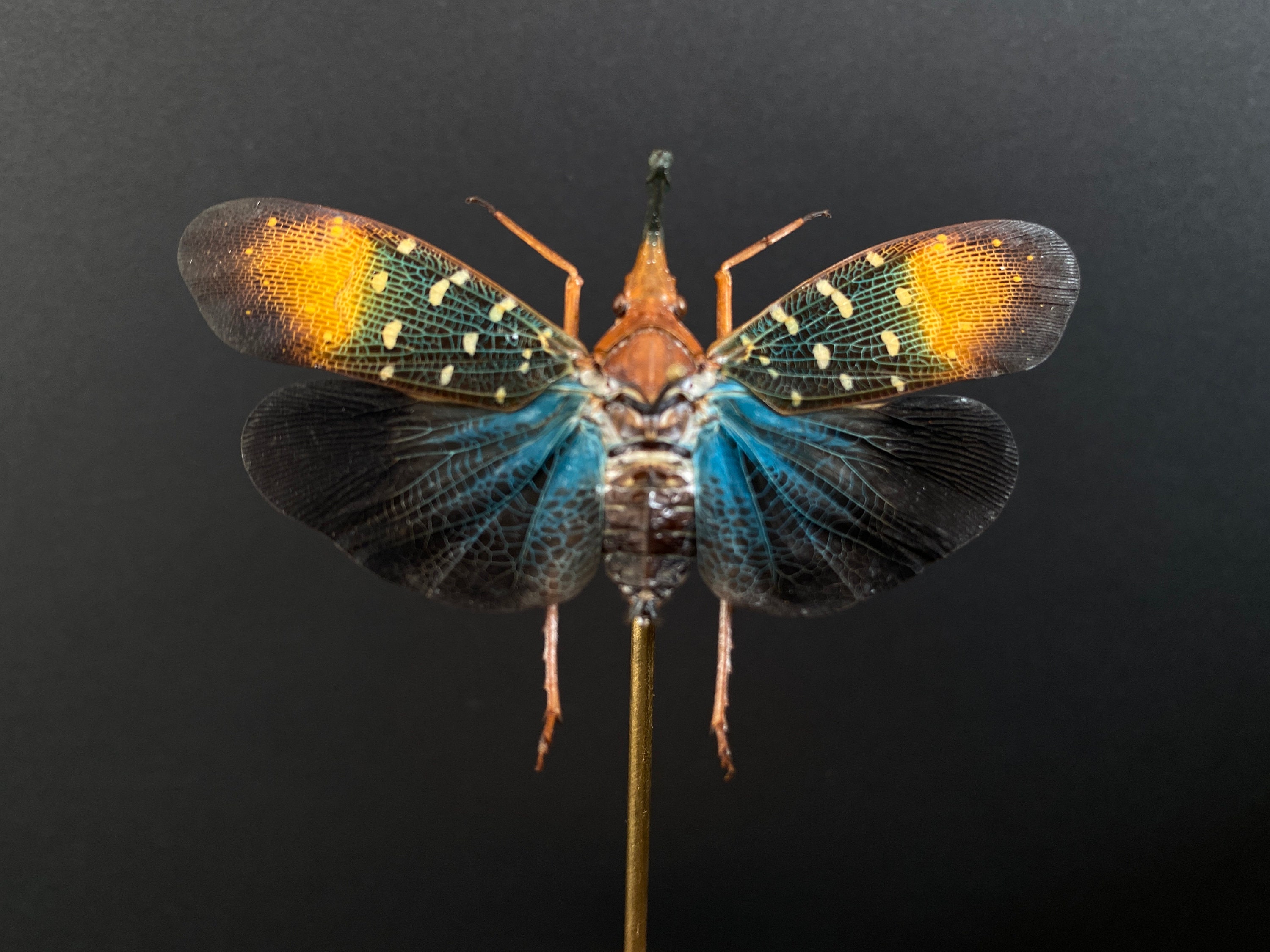 Véritable Pyrops Gunjii de Java sous globe - Etsy France