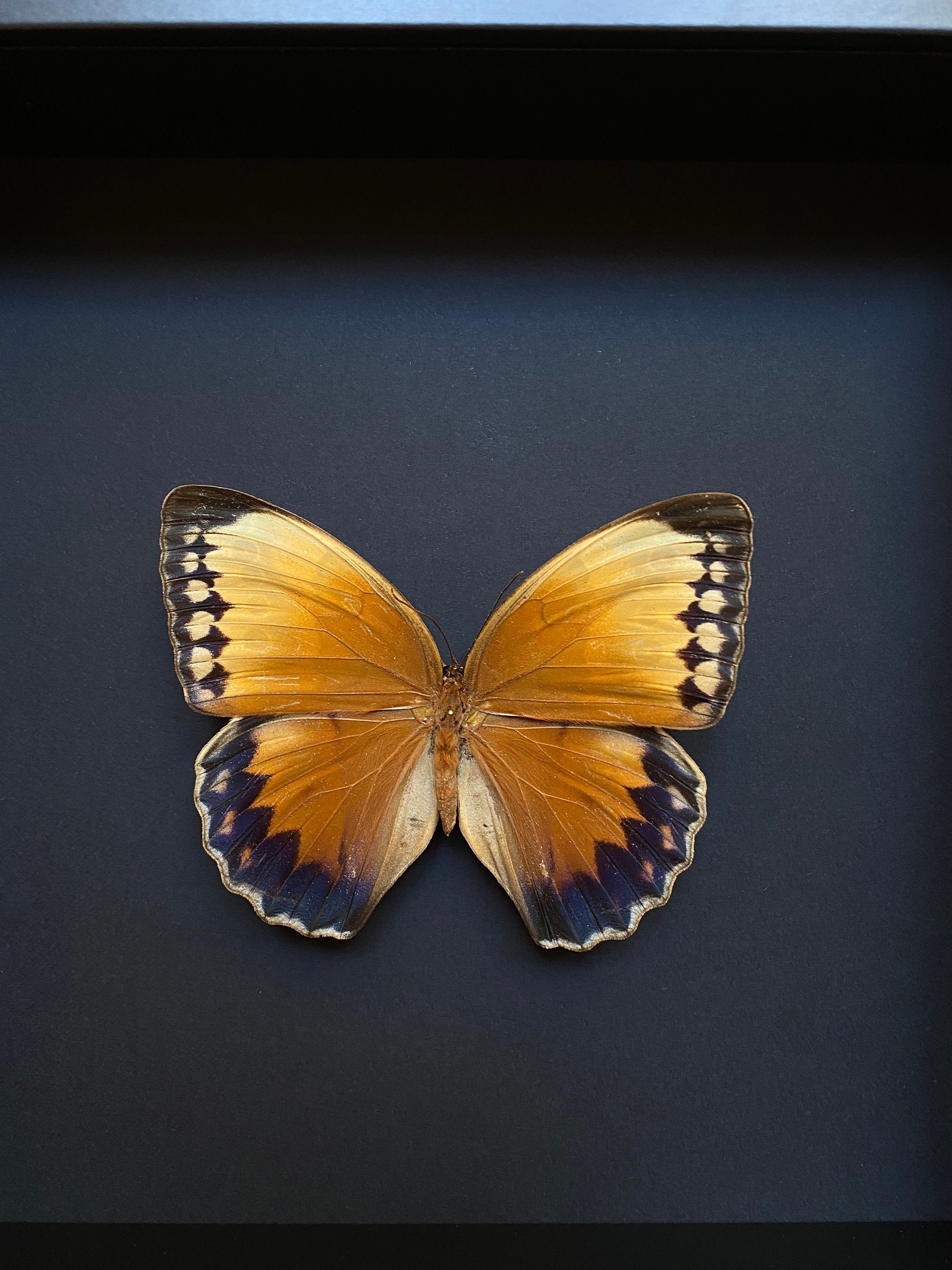 Rare Papillon Exotique Stichophthalma Louisa de Thaïlande Naturalisé Sous Cadre en Bois Laqué Noir -