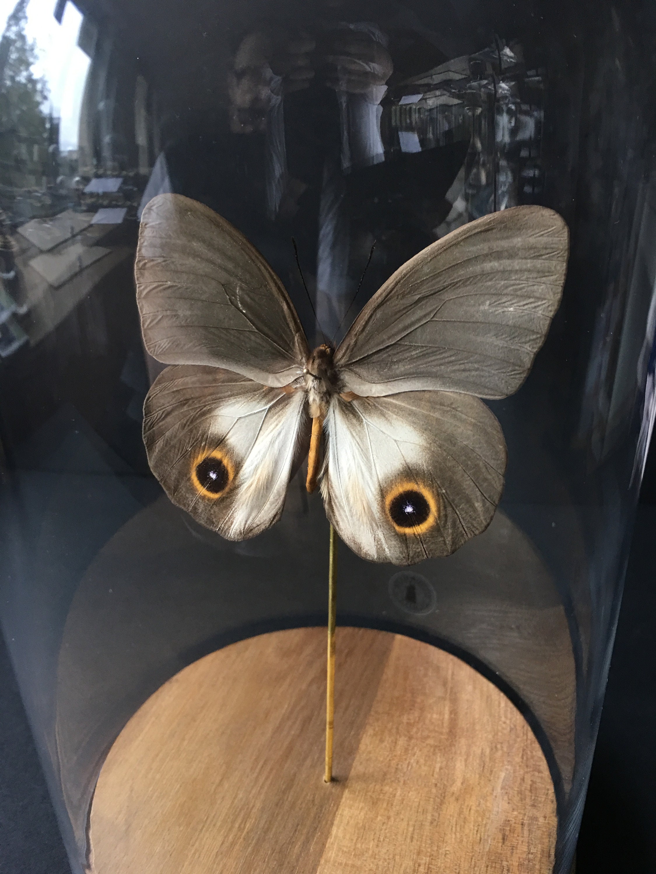 Véritable Papillon Exotique Papilio Taenaris Urania d'asie Sous Globe Contemporain-Cabinet Curiosité