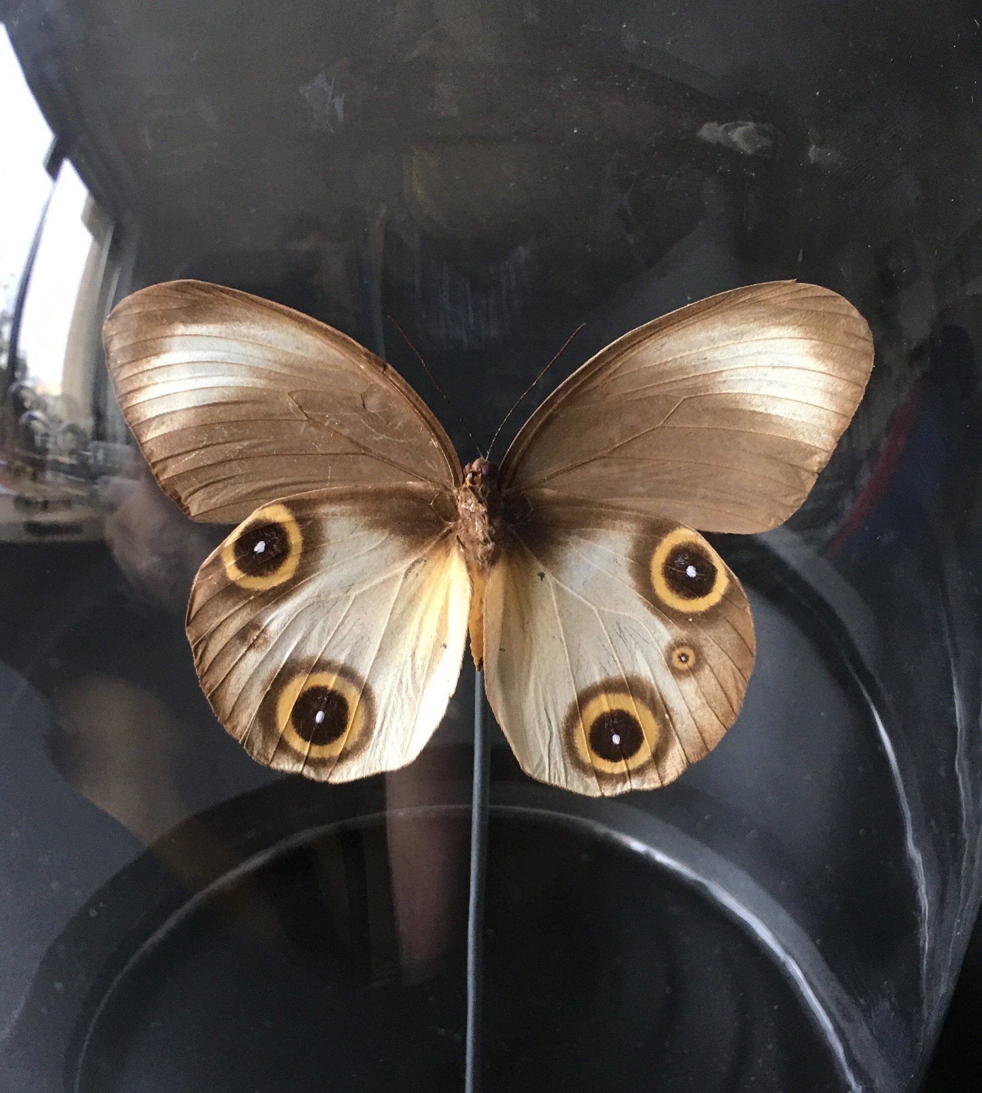 Rare Papillon Exotique Taenaris Macrops d'asie Sous Globe Contemporain-Cabinet Curiosités-Naturalisé