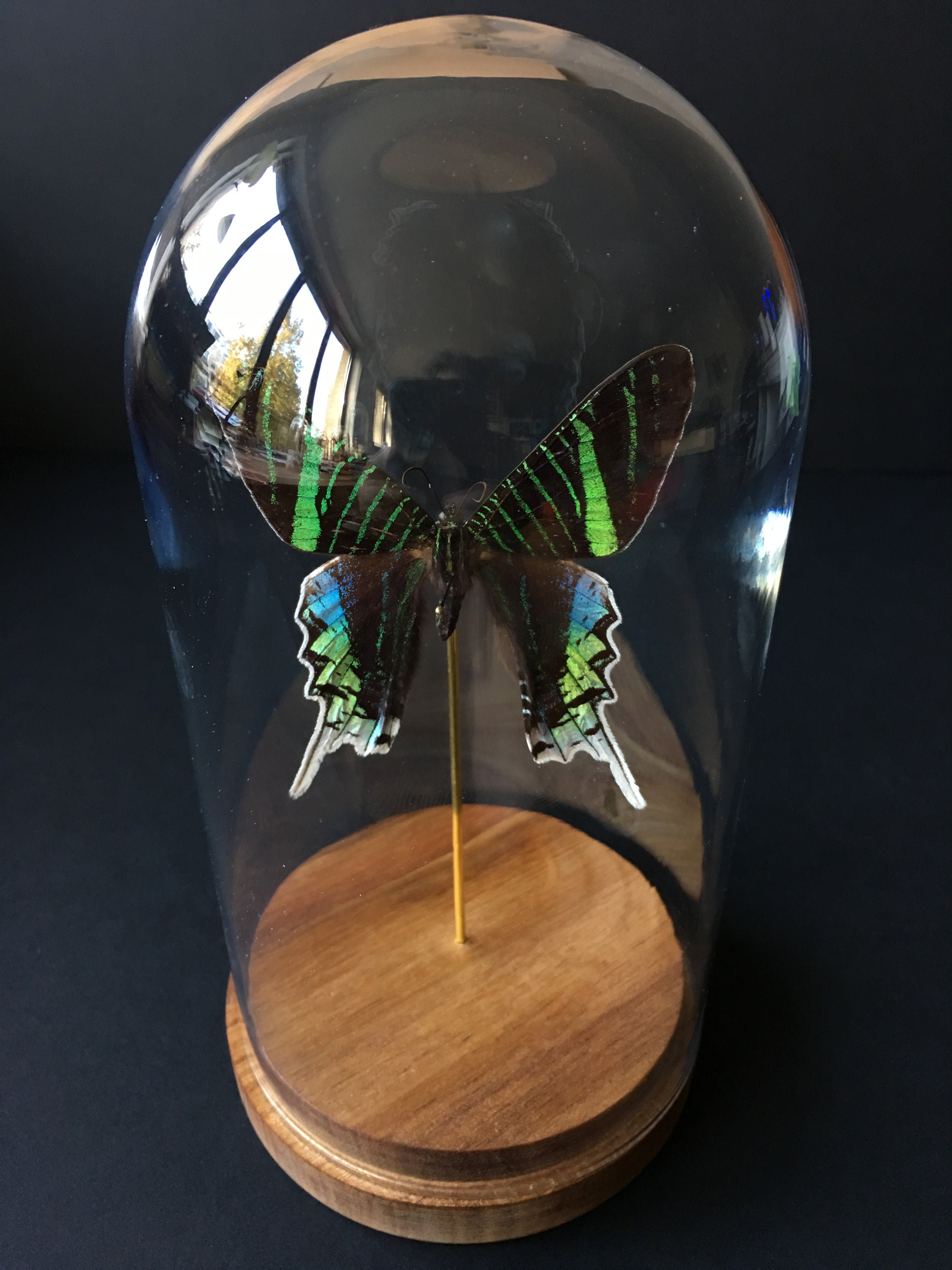 Véritable Papillon Exotique Urania Leilus Du Brésil Sous Globe Contemporain-Cabinet Curiosités-Cloch