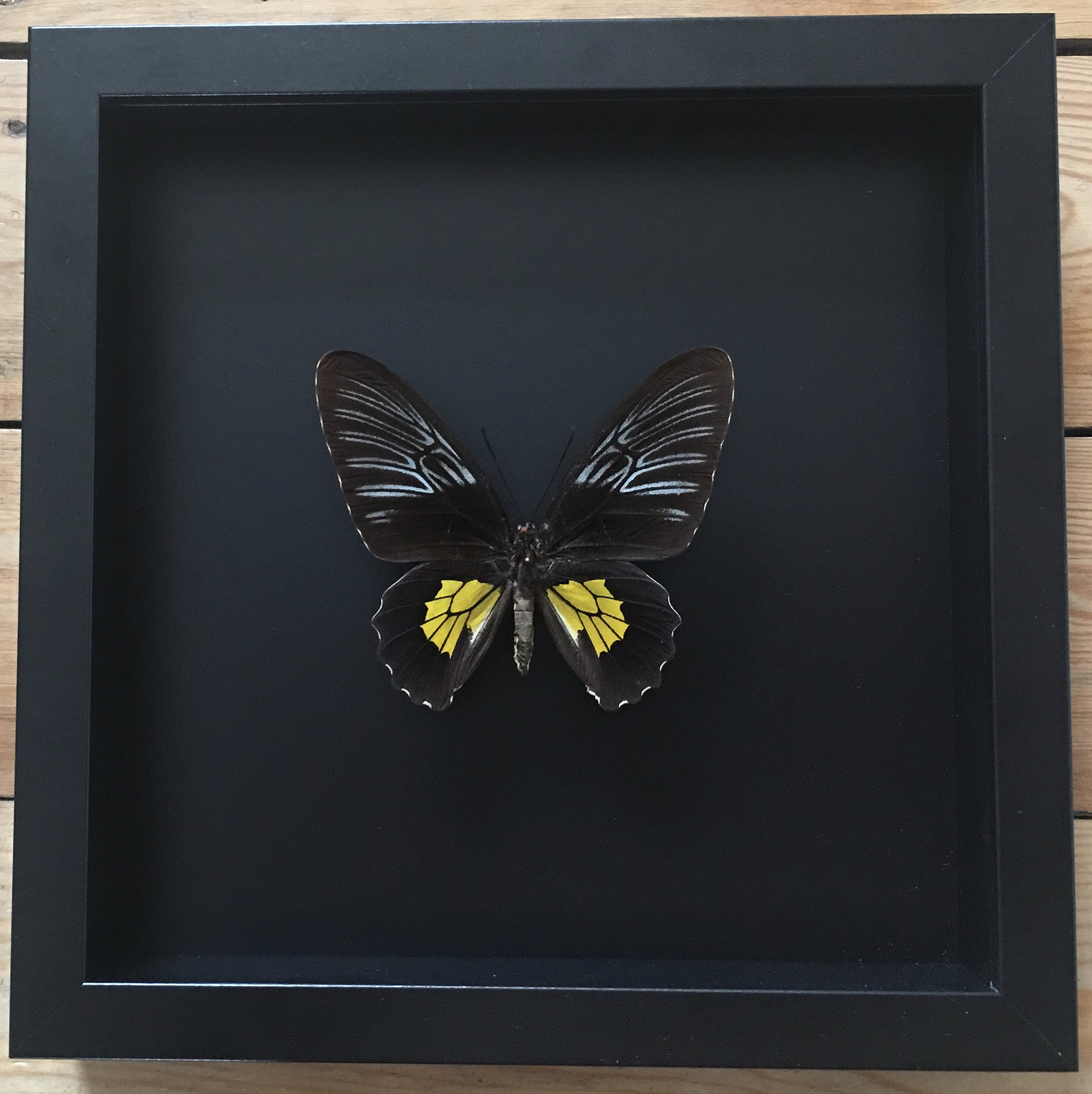 Rare Papillon Exotique Troides Rhadamantus Naturalisé Sous Cadre en Bois Laqué Noir - Entomologie Bu