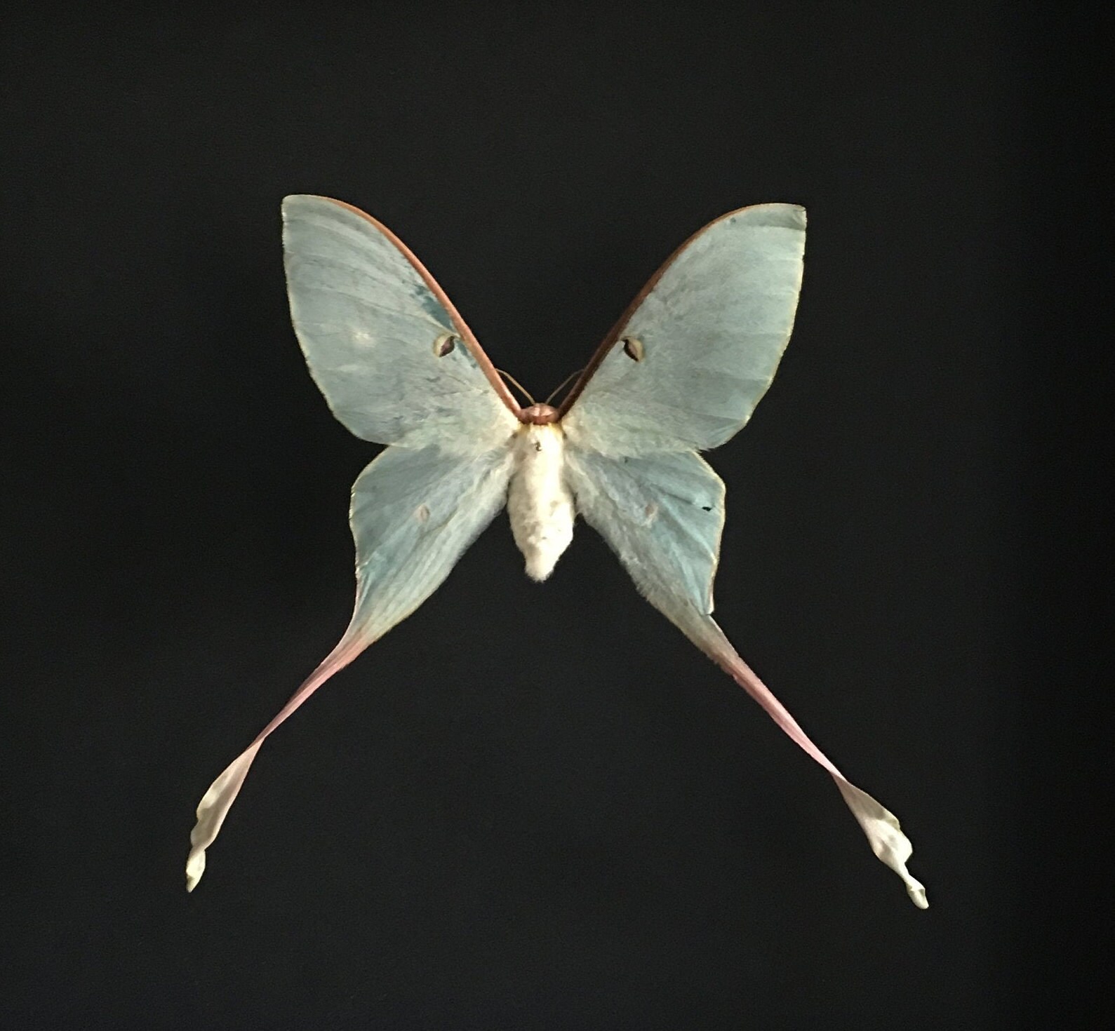 Véritable Papillon Lune Actias Dubernardi de Chine Naturalisé Sous Magnifique Grand Cadre en Bois La