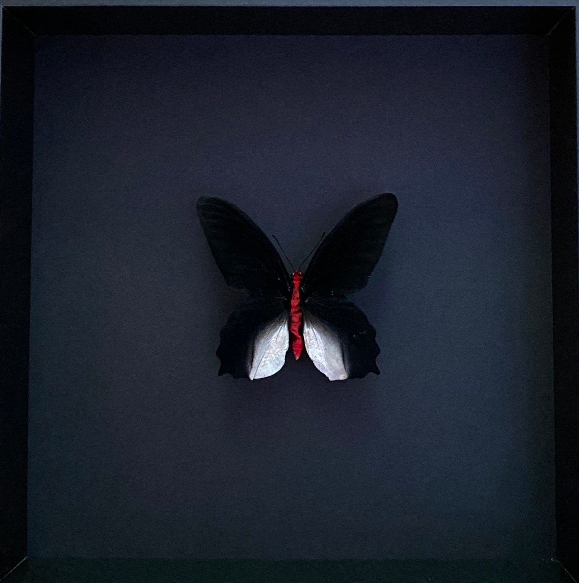 Papillon Exotique Atrophaneura Semperi Appelé Papillon Vampire Naturalisé Sous Cadre en Bois Laqué N