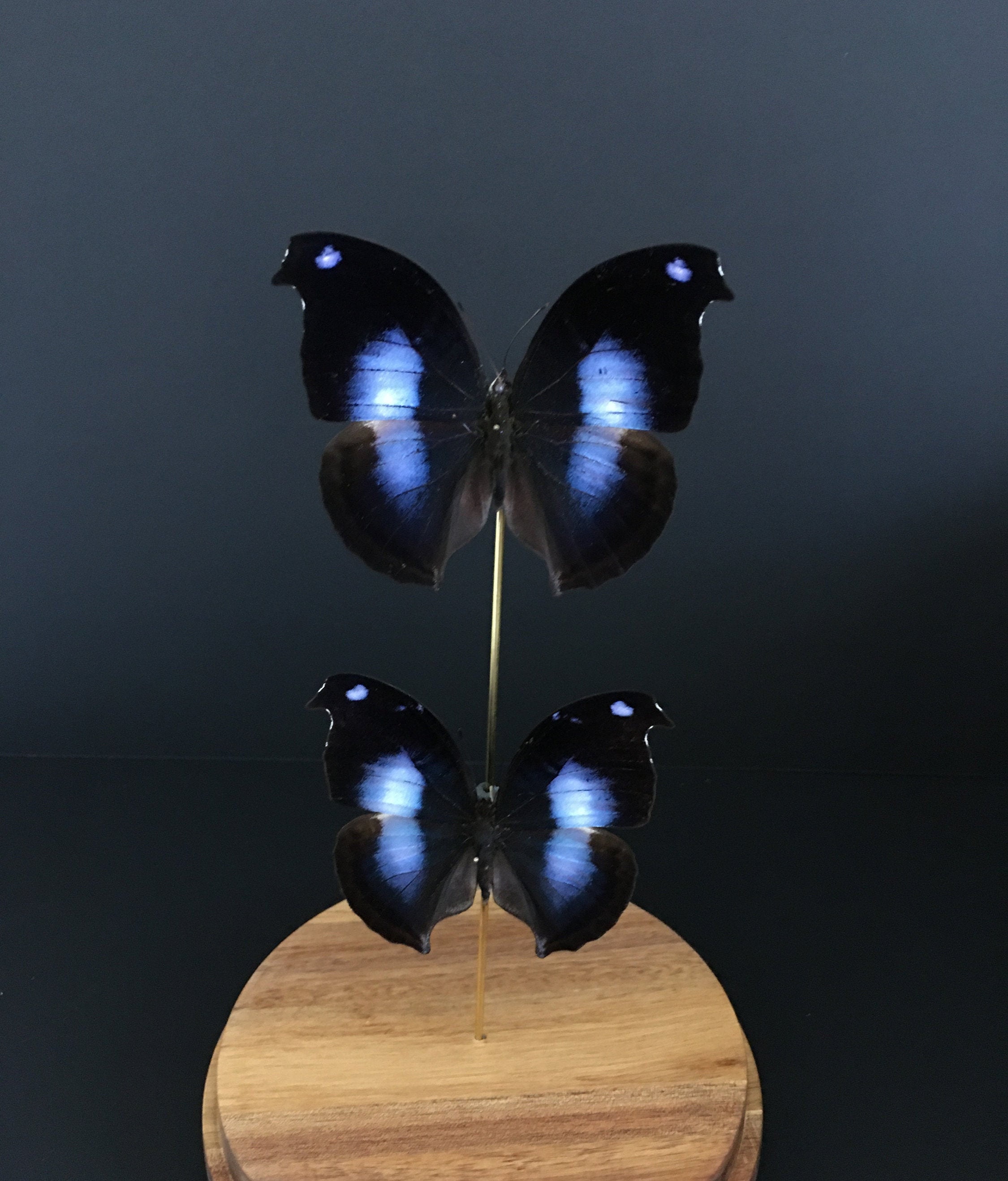 Ensemble de 2 Papillons Exotiques Napeocles Jucunda Blue Hookwing Du Pérou Sous Globe Contemporain-C