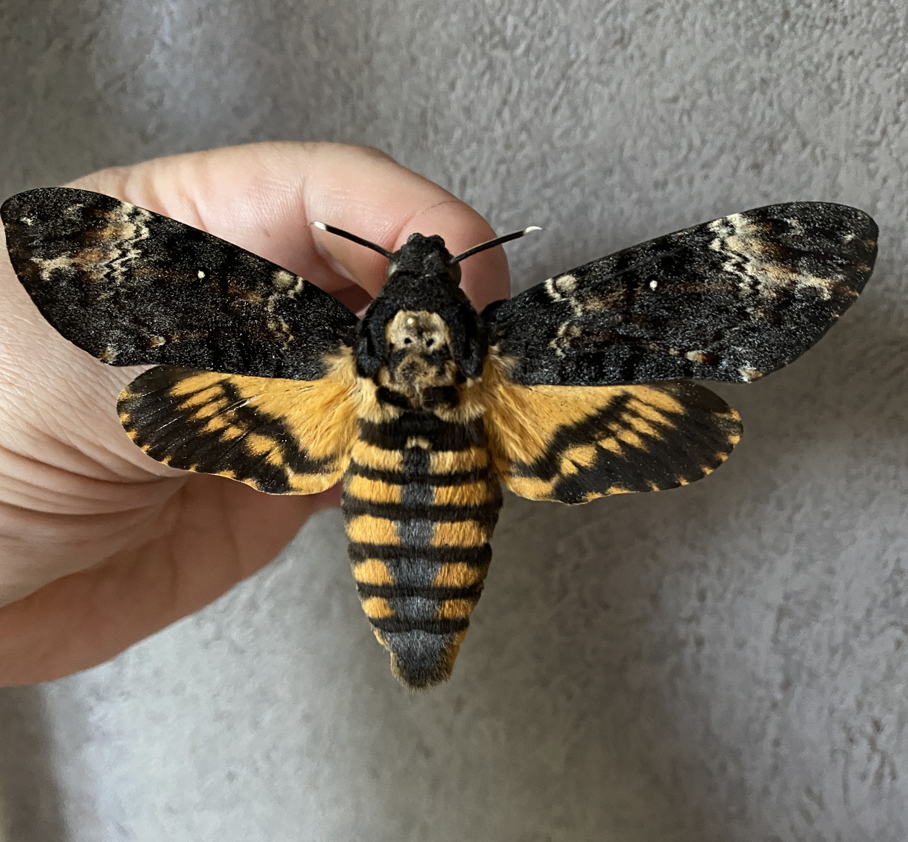 Death Head Sphinx Etsy