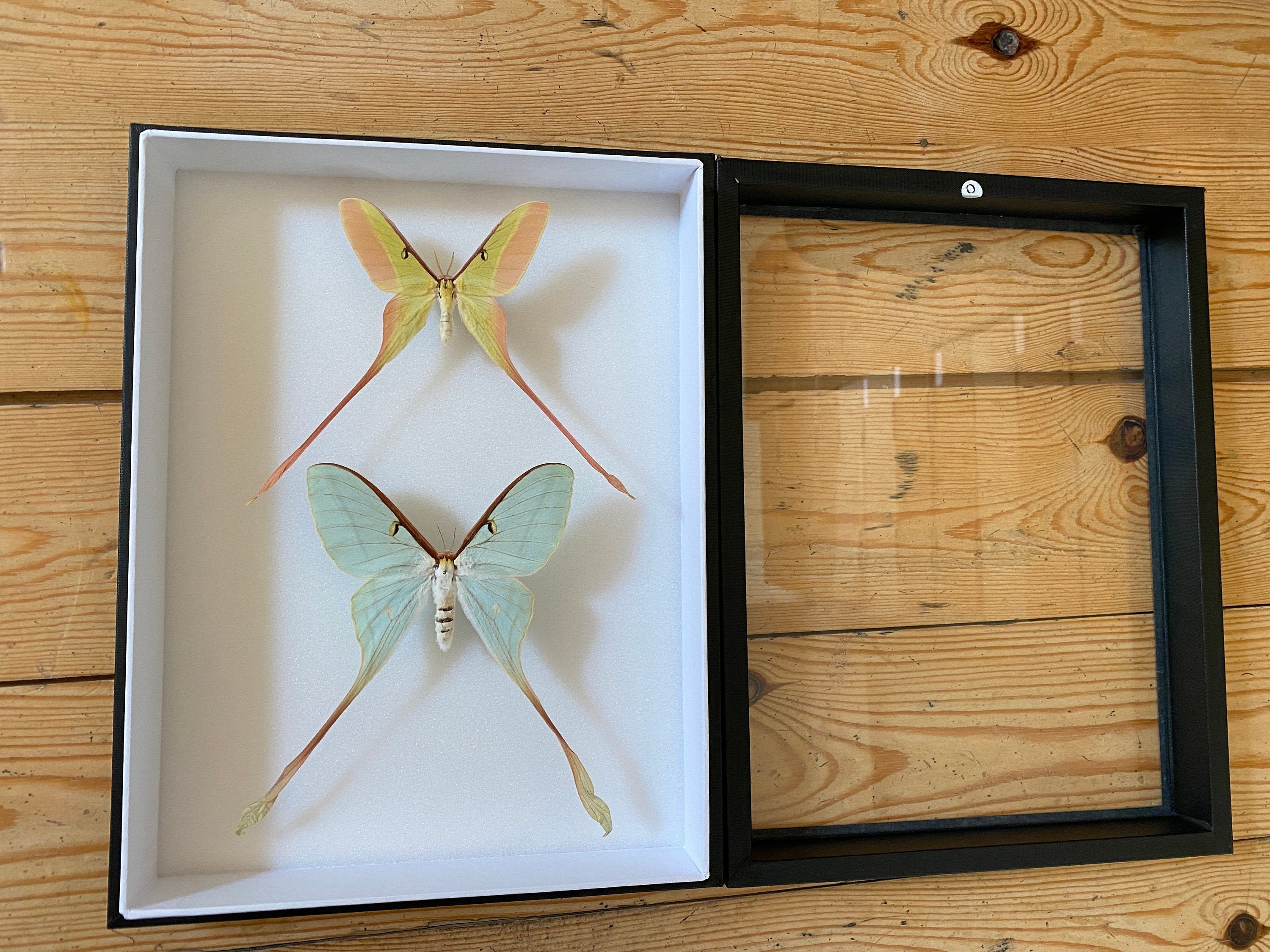 Coffret Entomologie Noir Fond Blanc Vitré avec Véritable Couple de Papillons Lune Actias Dubernardi 