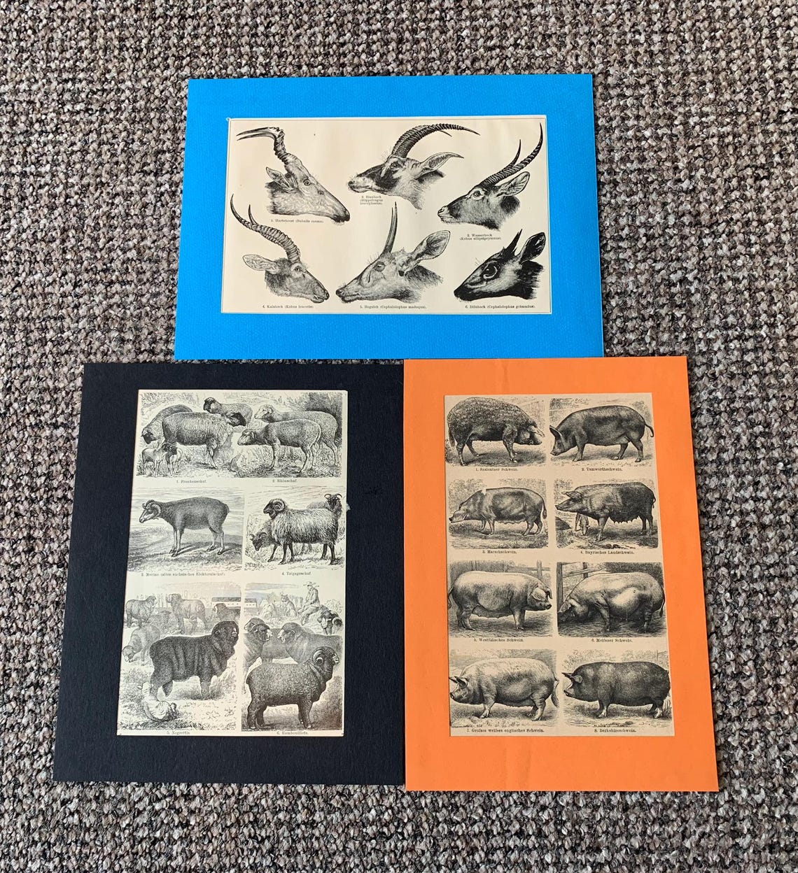 Antique Animal Book Plate Prints: Dogs, Horses, Mounted Set of 3, photo 2 of 5