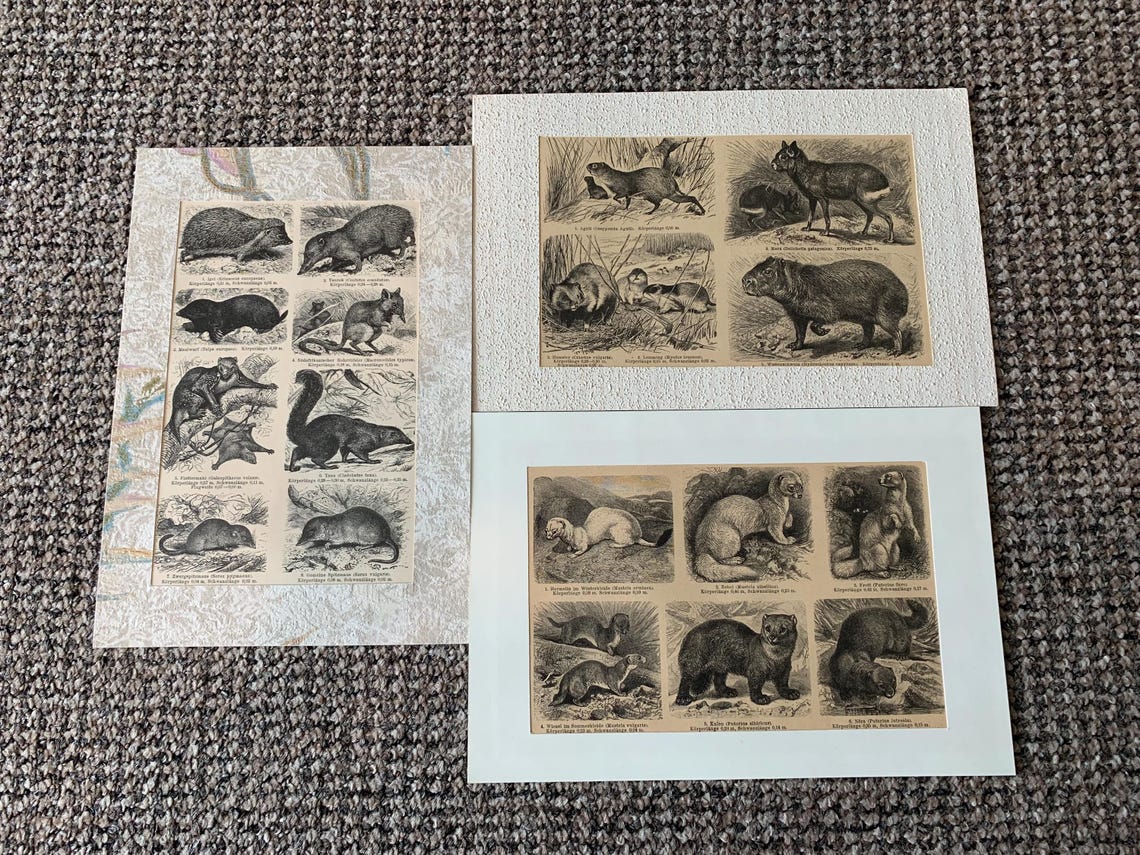 3 Antique Animal Book Plate Prints: Mounted Wildlife Pictures, photo 2 of 5