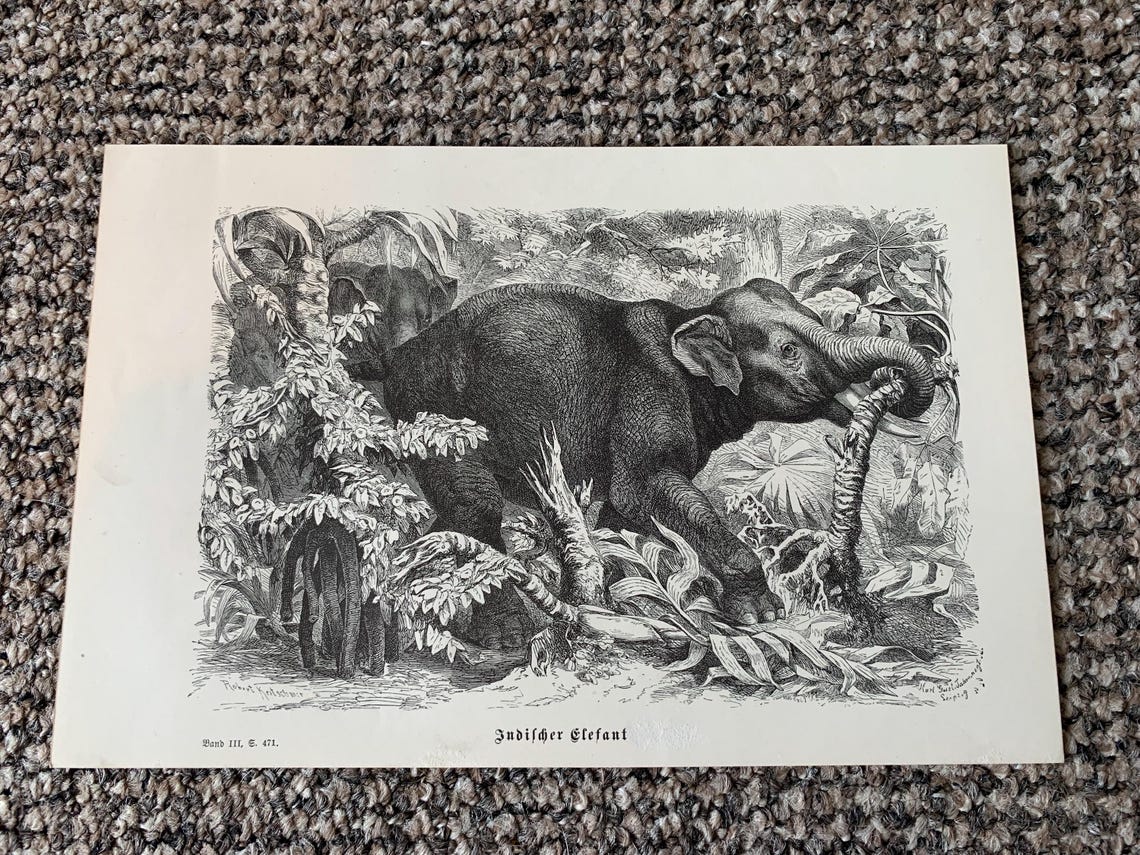 Antique Animal Book Plate Prints - Set of 4, foto 3 de 5