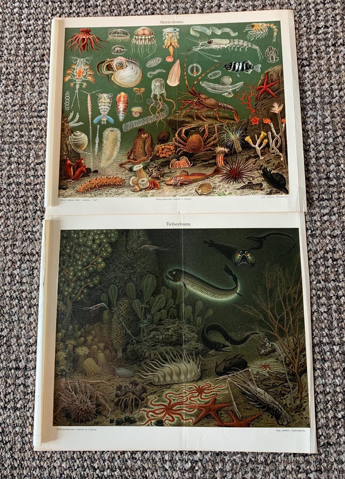 Antique Ocean Creature Prints: Vintage Book Plates (Set of 2), photo 2 of 5