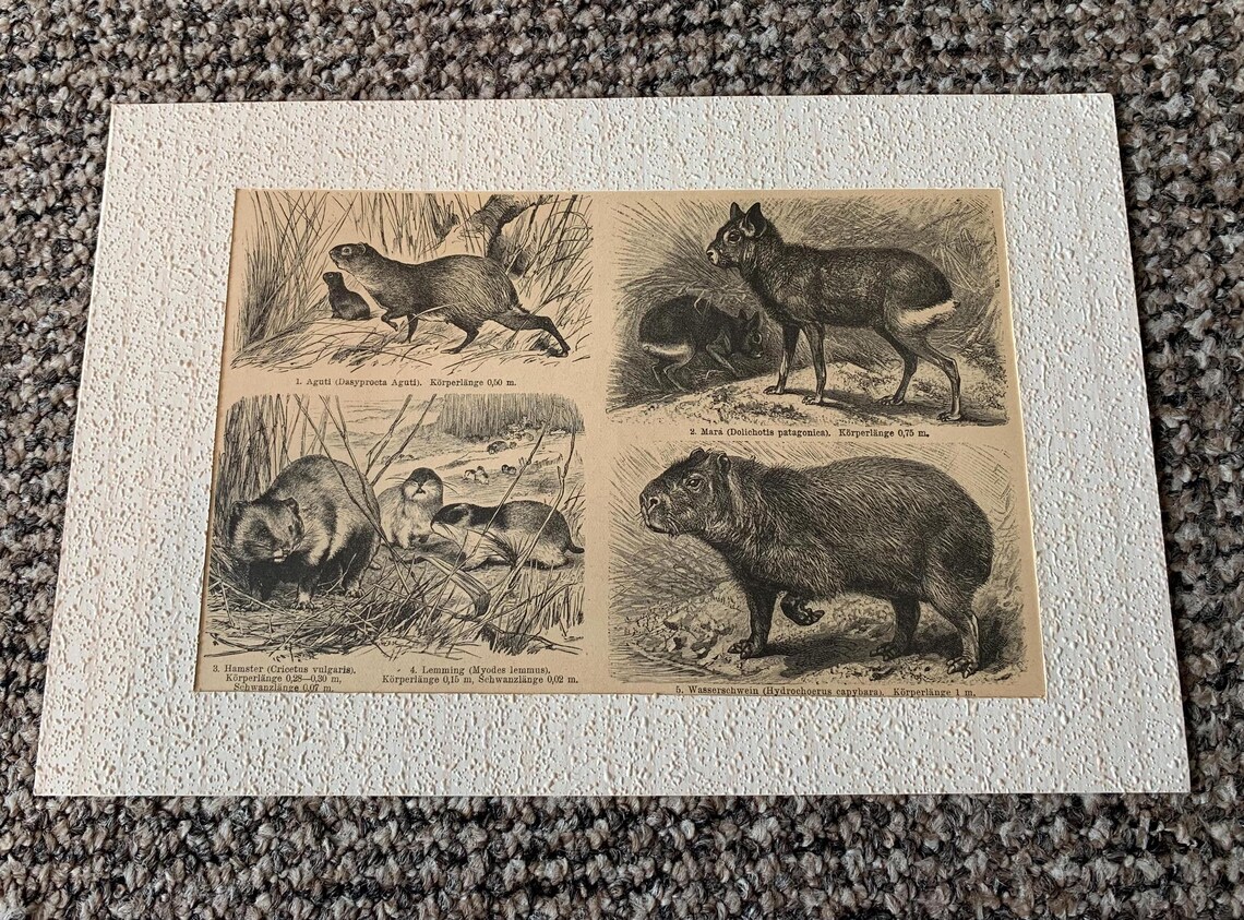 3 Antique Animal Book Plate Prints: Mounted Wildlife Pictures, photo 4 of 5