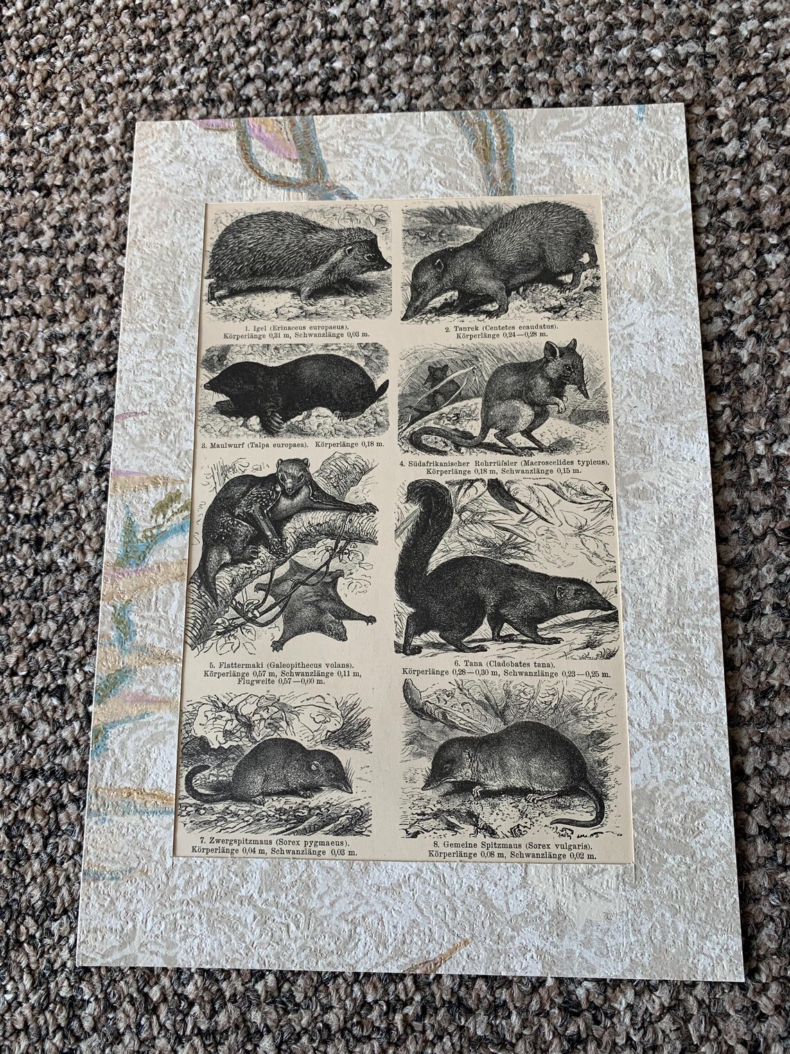 3 Antique Animal Book Plate Prints: Mounted Wildlife Pictures, photo 3 of 5