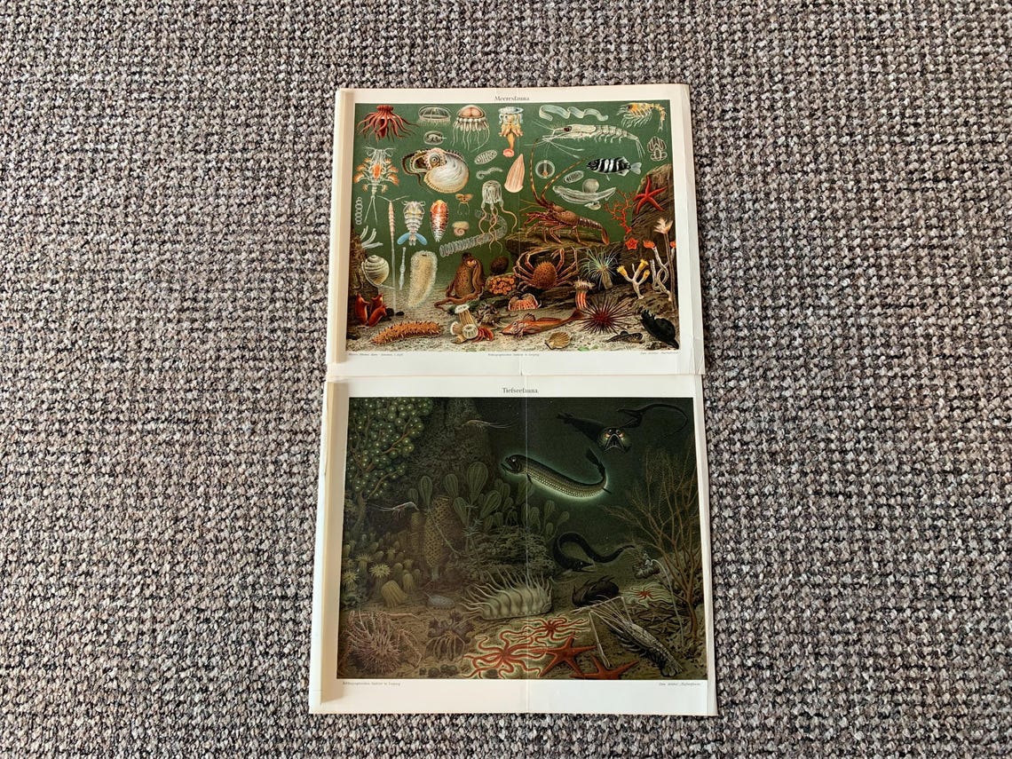 Antique Ocean Creature Prints: Vintage Book Plates (Set of 2), photo 1 of 5