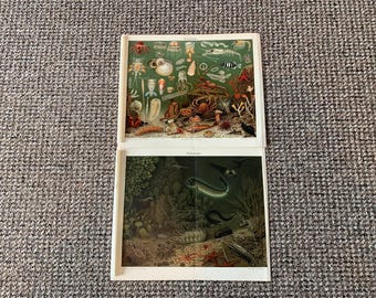 Antique Ocean Creature Prints: Vintage Book Plates (Set of 2)